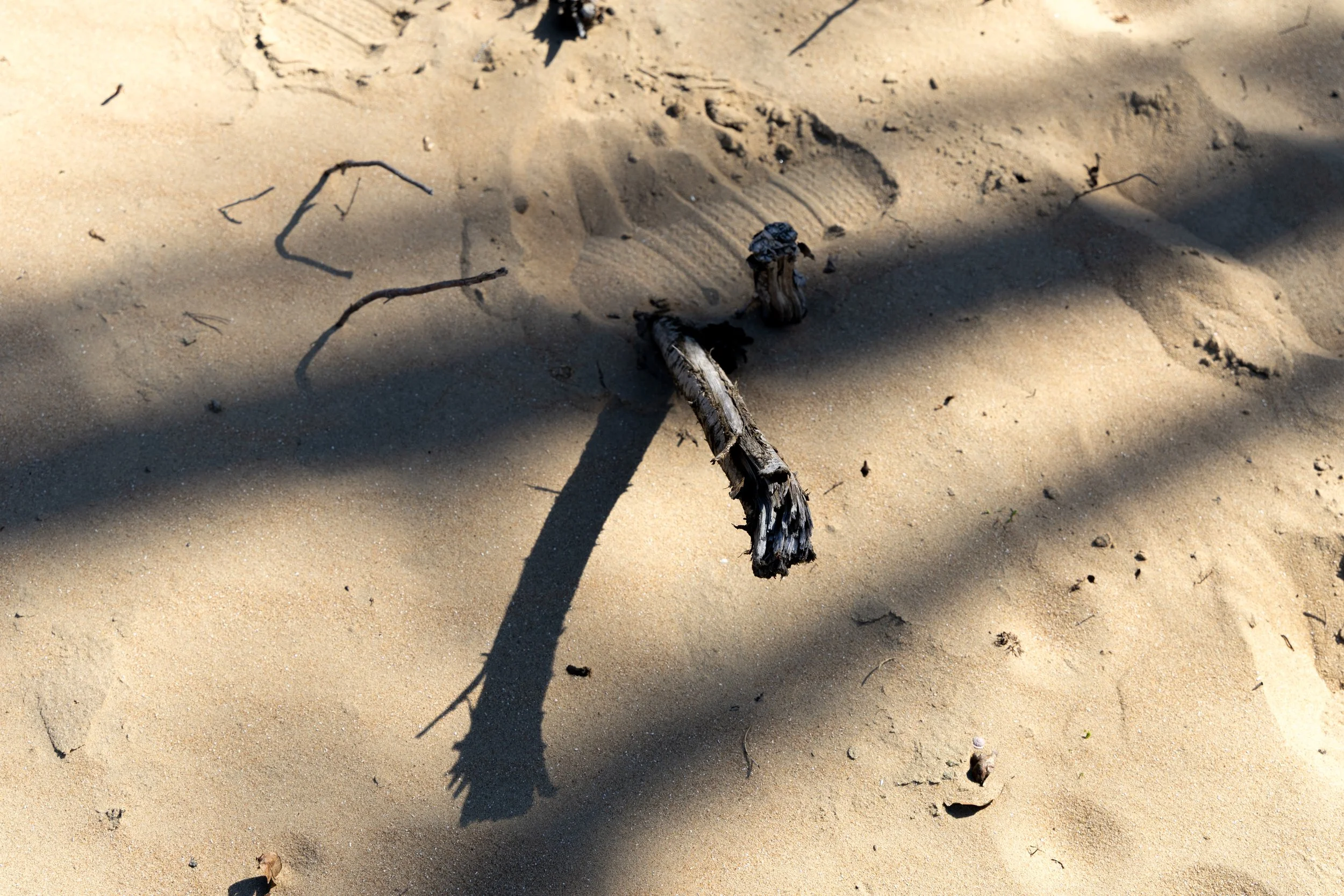 Kennemerduinen, 2024