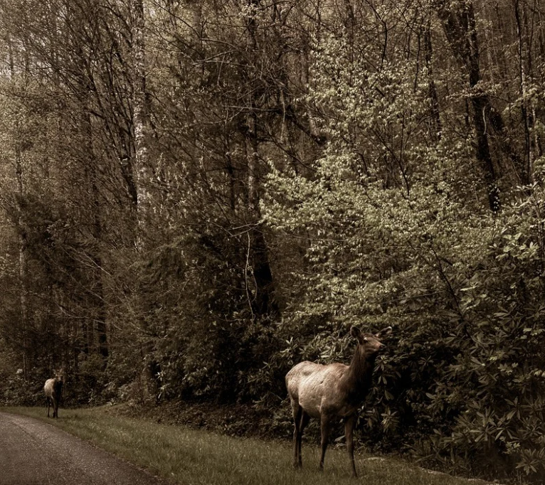Cataloochee Valley: The Last of the Eastern Elk 