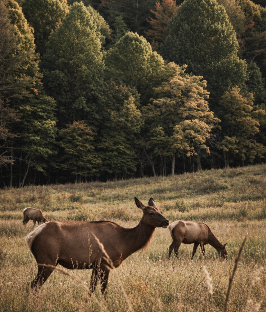 Cataloochee Valley: The Return of the Elk in the Smoky Mountains