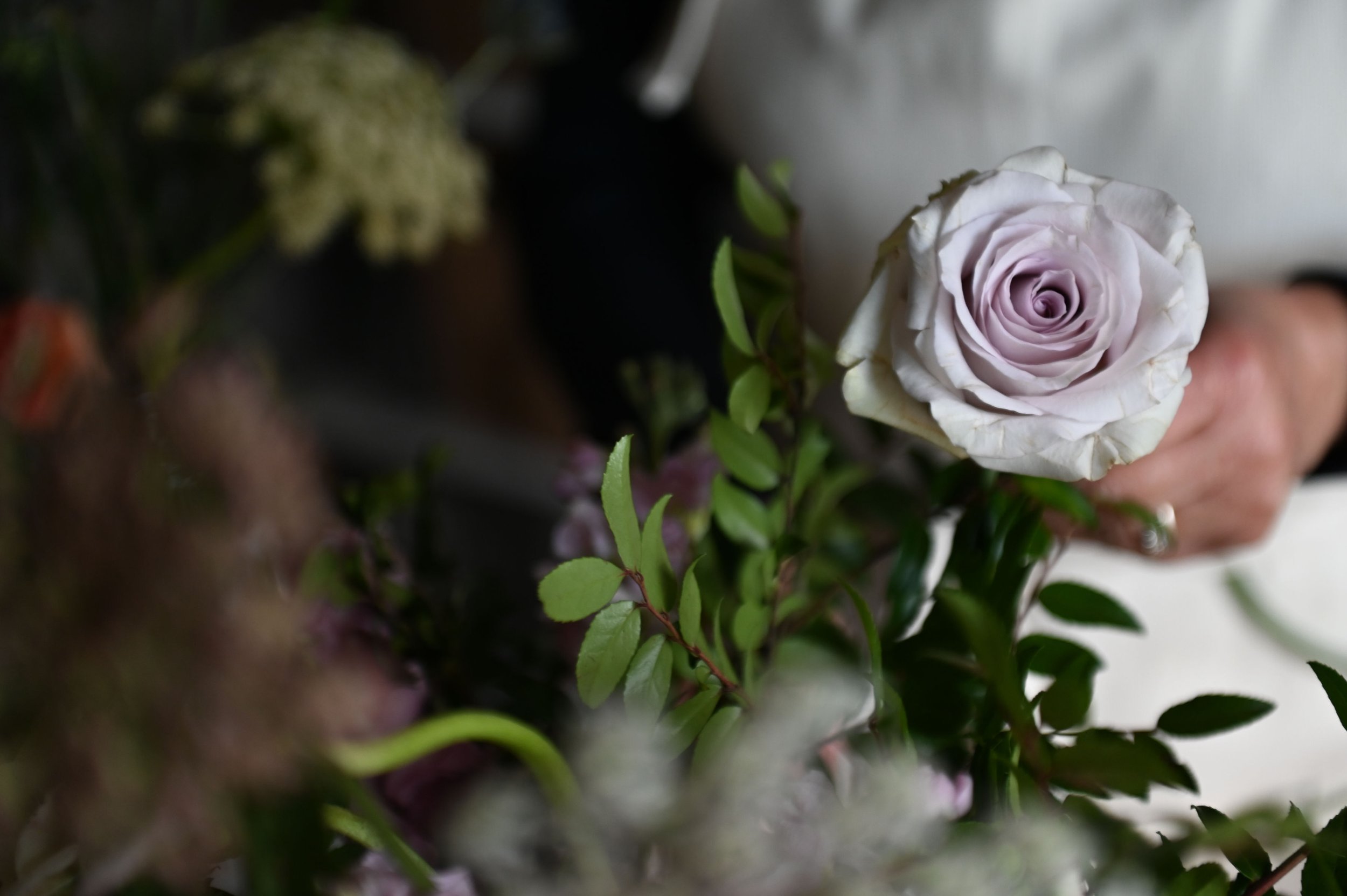 A close-up of a pale lavender and white rose being arranged with green foliage.