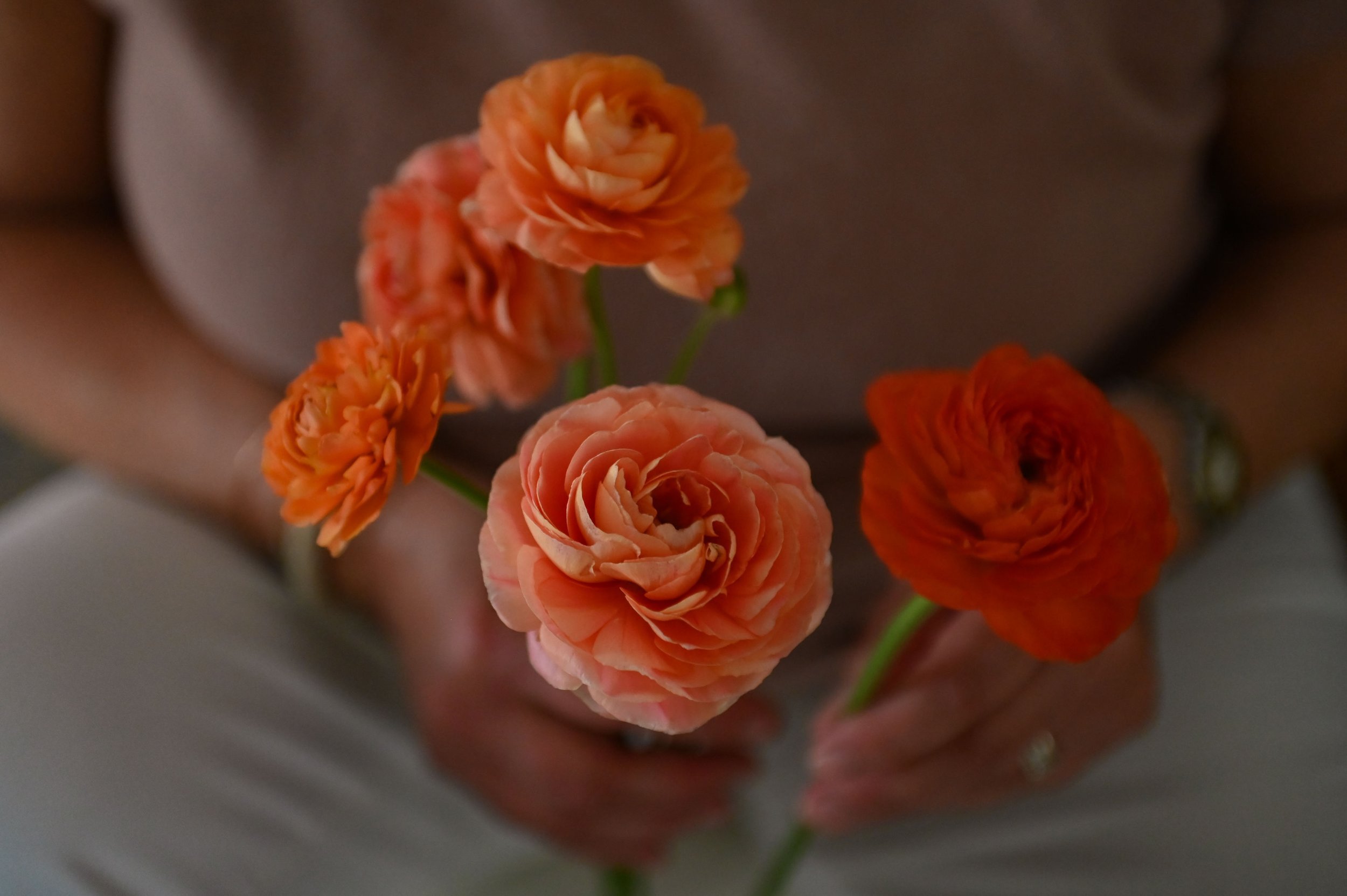 Close-up of a person holding a small bouquet of orange and peach ranunculus flowers with green stems.
