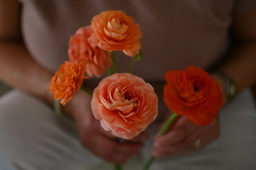 Person holding three orange and peach colored ranunculus flowers.