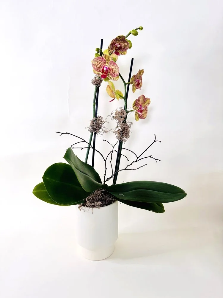 Pale+Yellow+Double+Stem+Orchid+in+ceramic+vase+.jpg