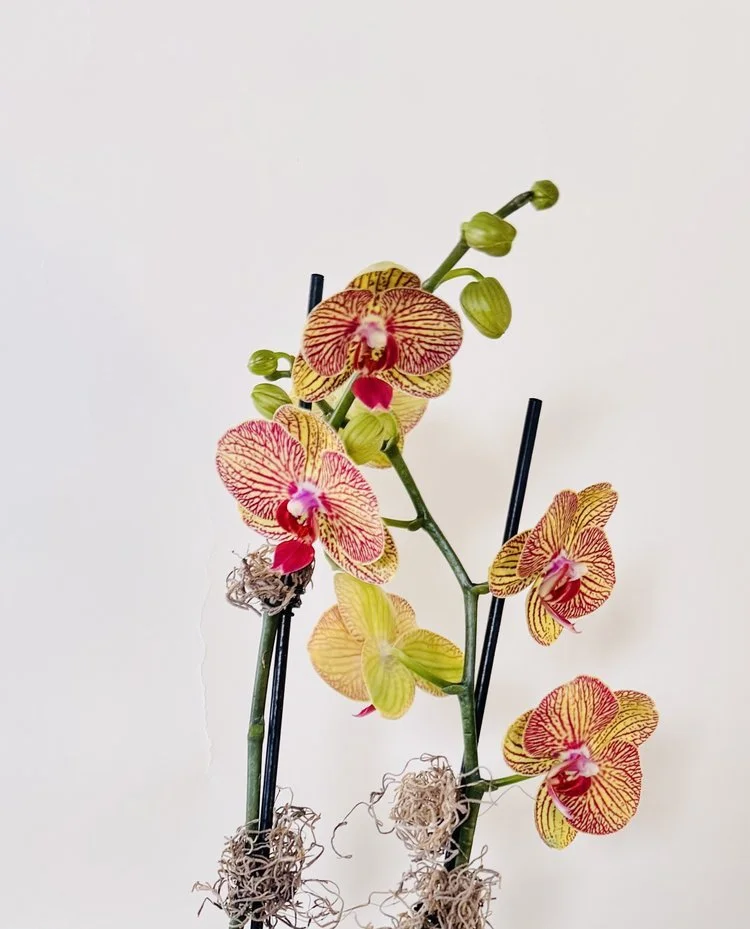 Pale+Yellow+Double+stem+Orchid.jpg