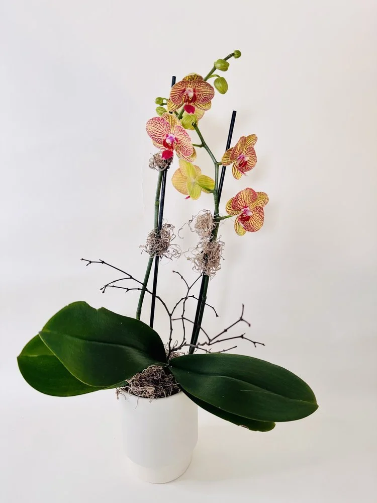 Lovely Orchid Collection