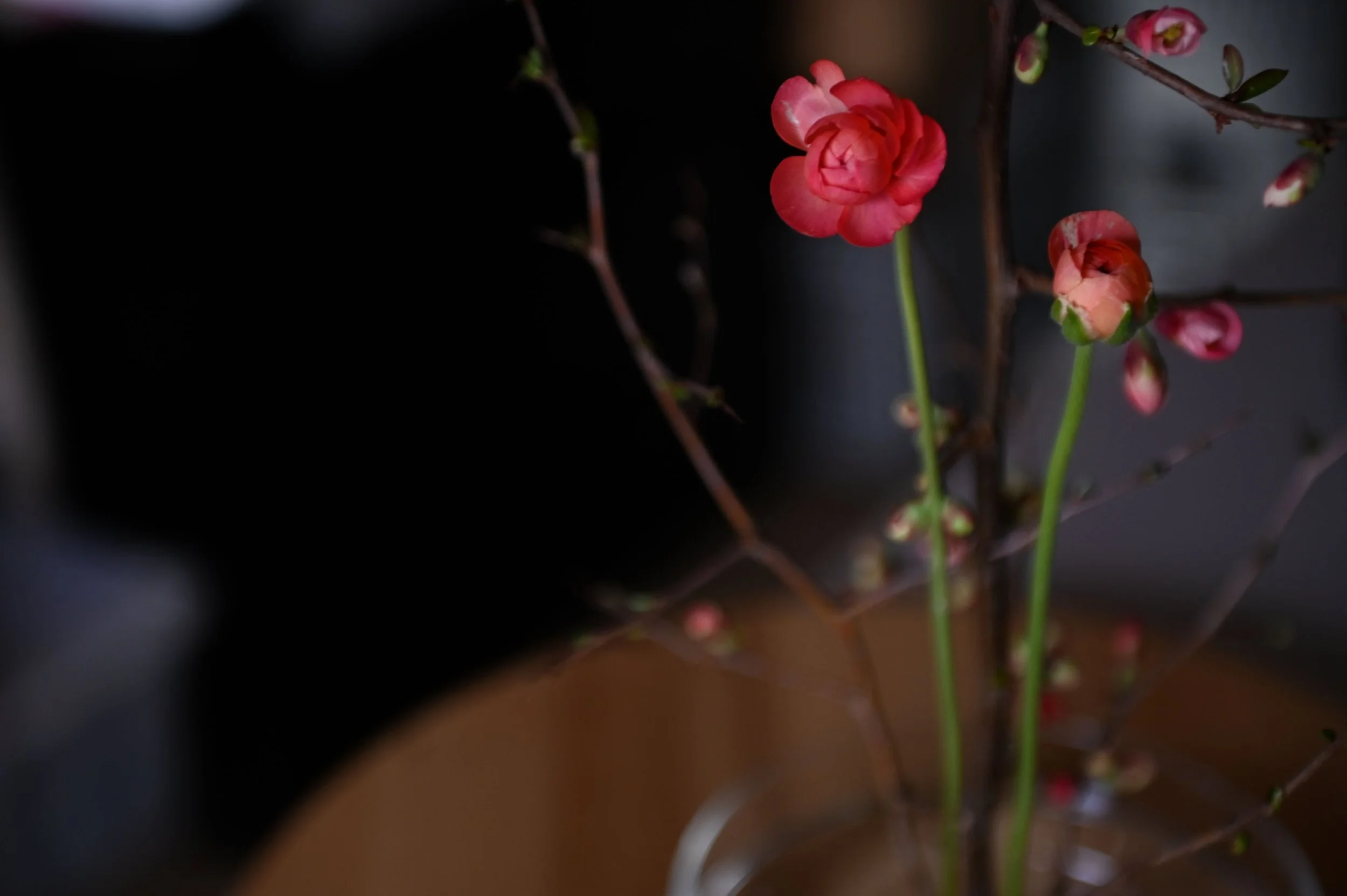 Close-up of pink and coral colored flowers with green stems in a glass vase, background mostly black.