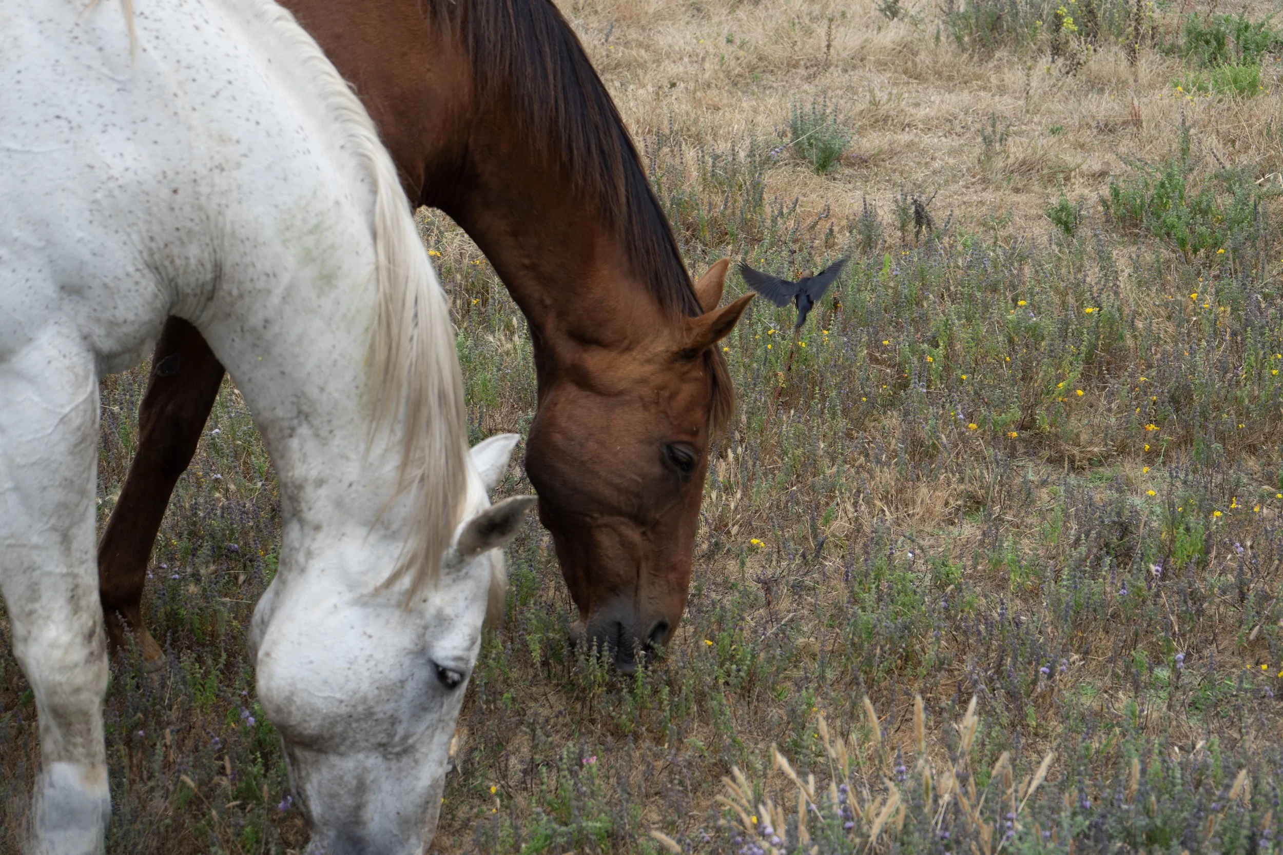 Two Horses .jpg
