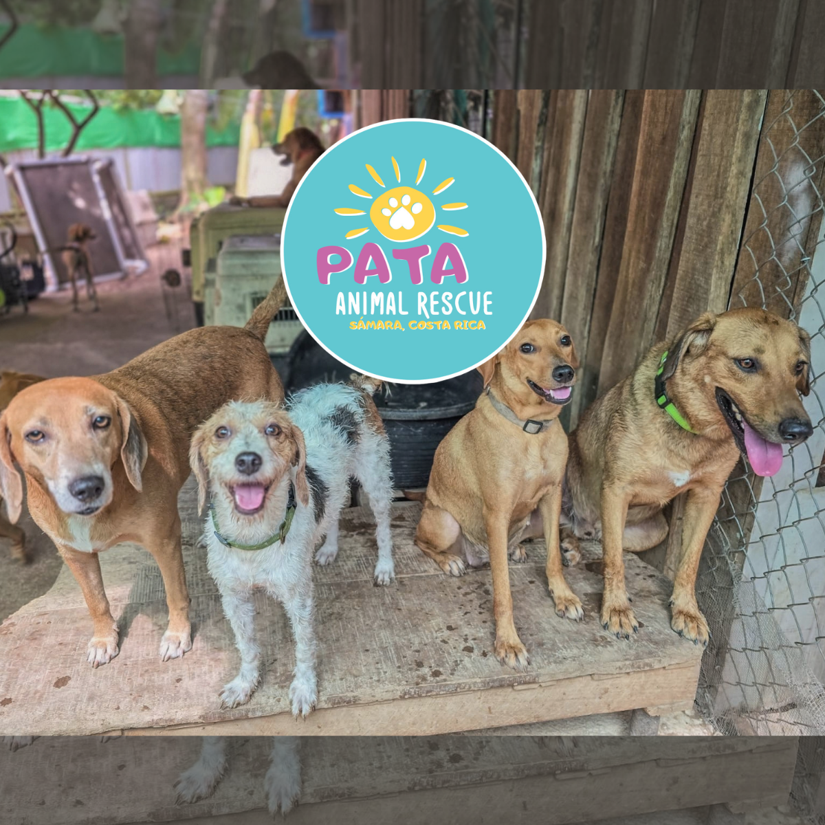 PATA Animal Rescue- nonprofit helping stray and injured animals in Sámara, Costa Rica