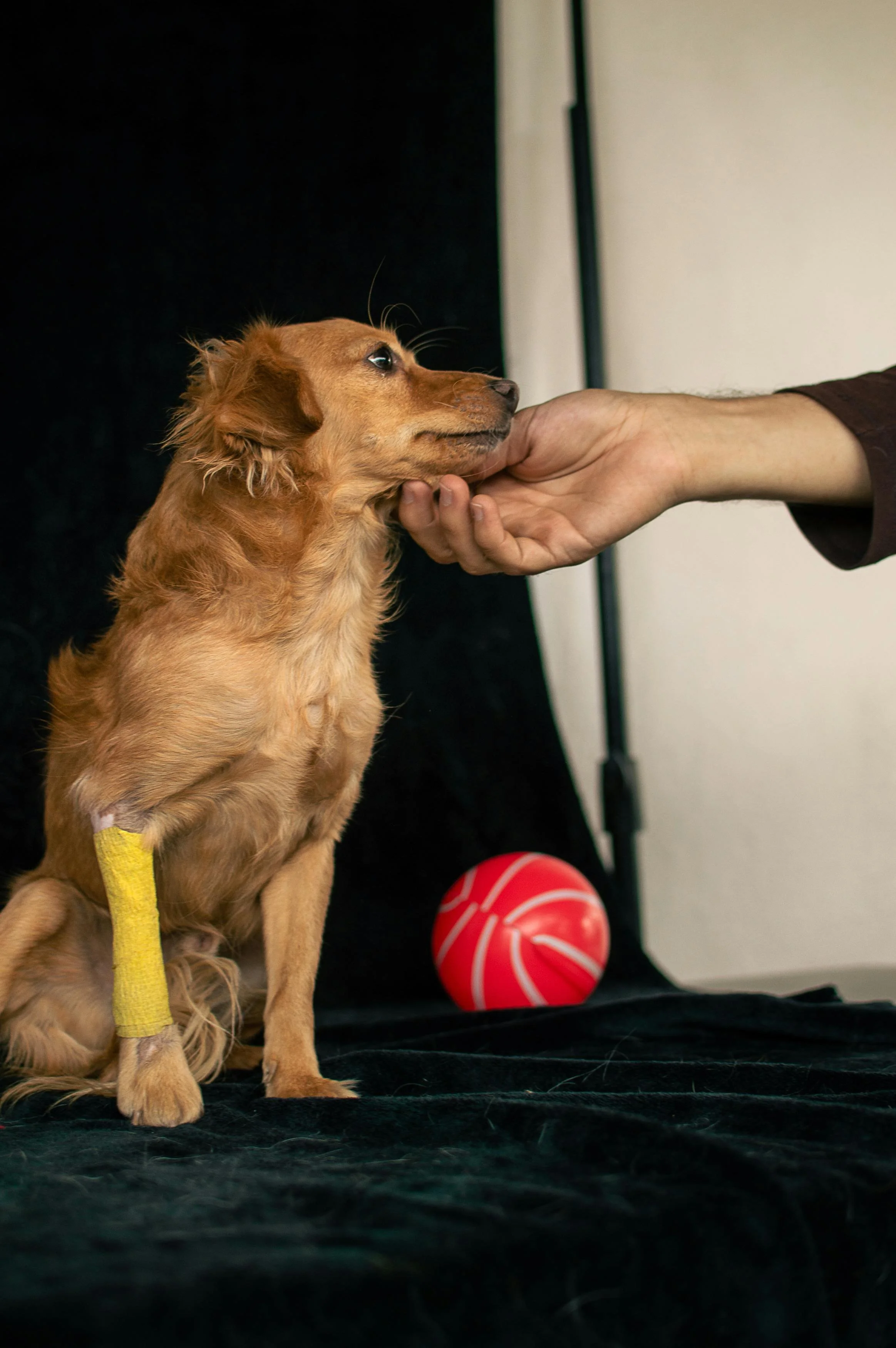 A small brown dog with a yellow leash being gently held by a person's hand. The dog is sitting on a black surface, with a red and white ball and a red ball in the background.