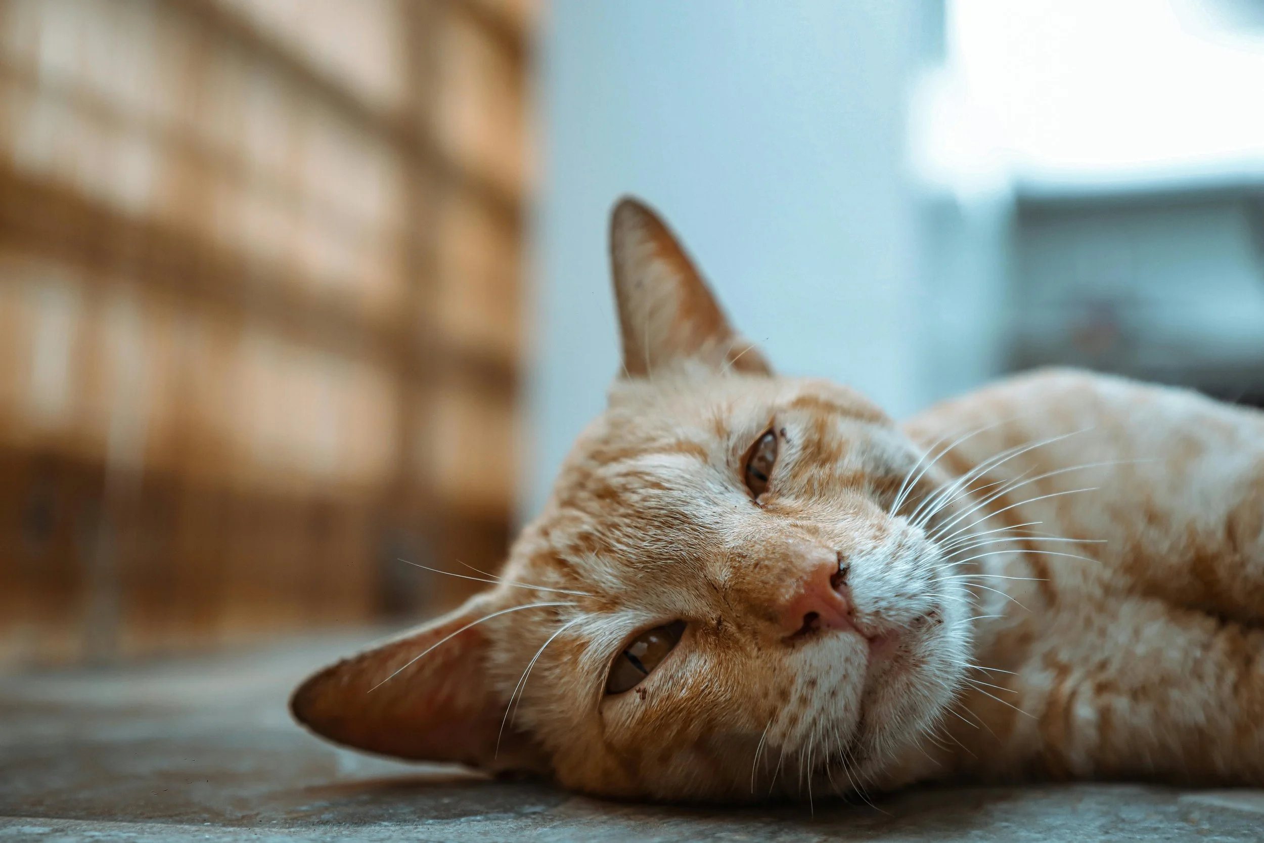 Close-up of an orange tabby cat lying on the floor with eyes half-closed, resting peacefully, with background out of focus.
