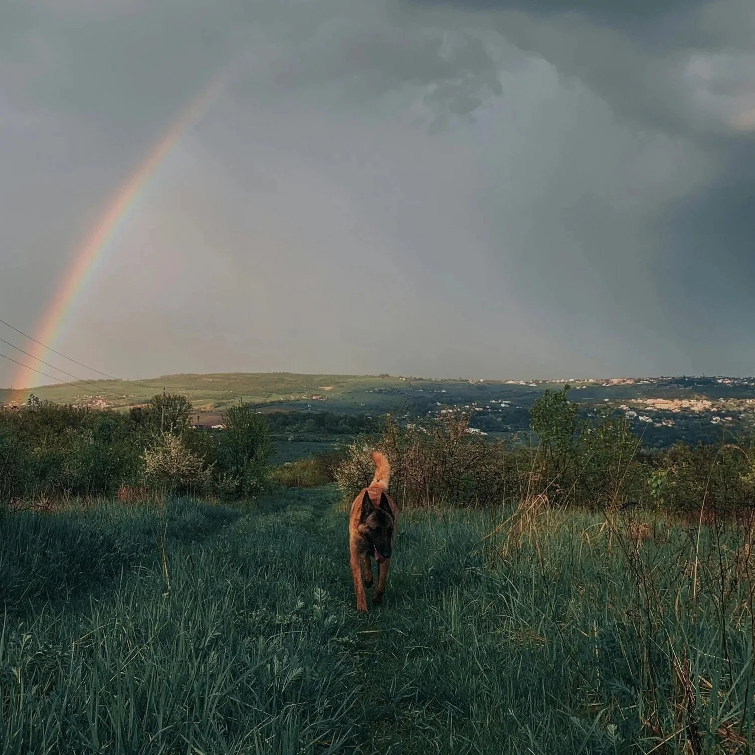 A landscape of green fields and hills with a rainbow in the sky. In the foreground, a brown dog is walking towards the camera, and a person's head is partially visible at the bottom of the image.