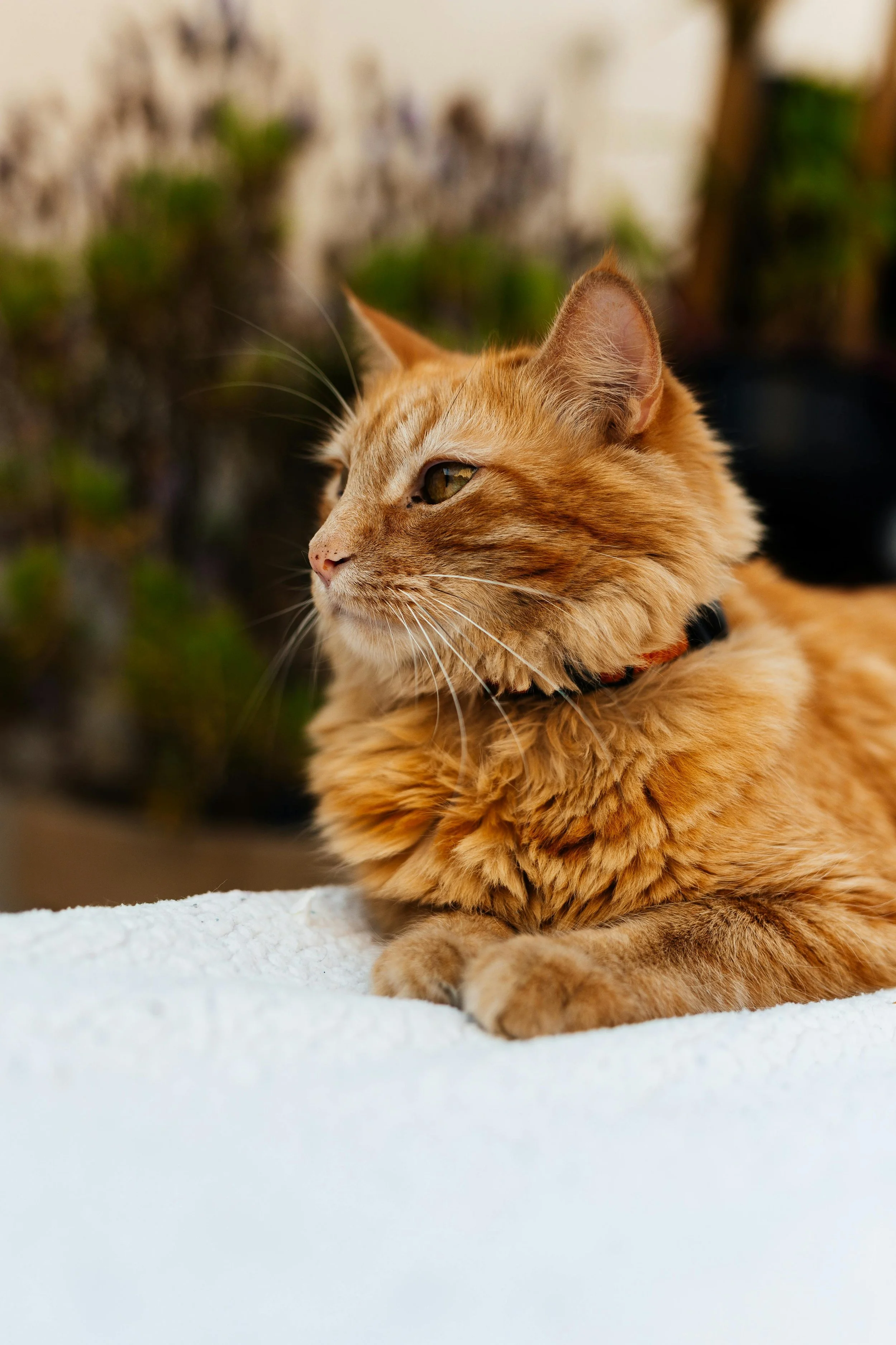 Close-up of an orange tabby cat lying on a white surface with a blurred background of green plants and outdoor area.