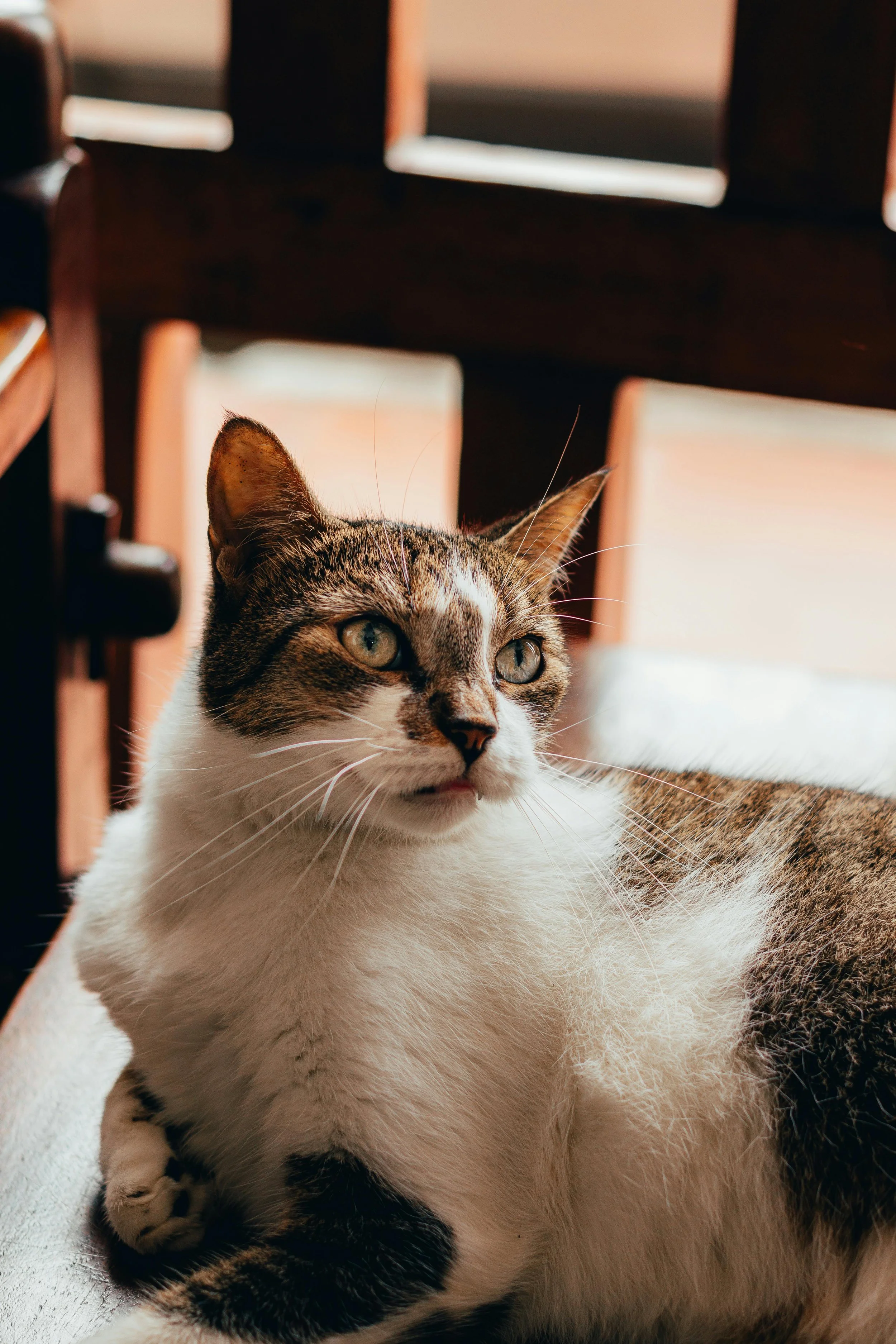 Close-up of a tabby and white cat lying on the floor under a wooden chair.
