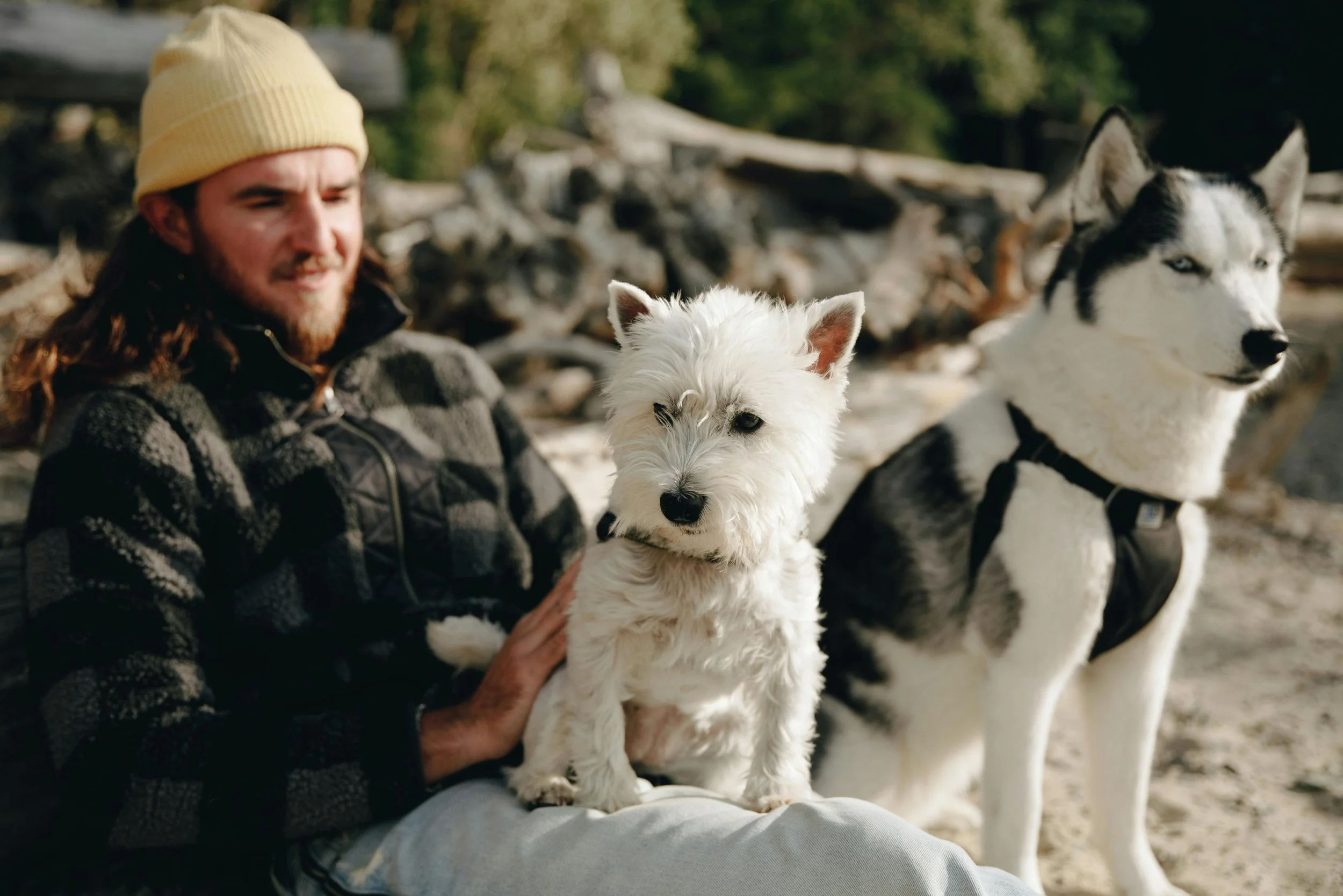 A man wearing a yellow beanie and a dark jacket sitting outdoors with a white dog and a Siberian Husky, surrounded by trees and fallen logs.