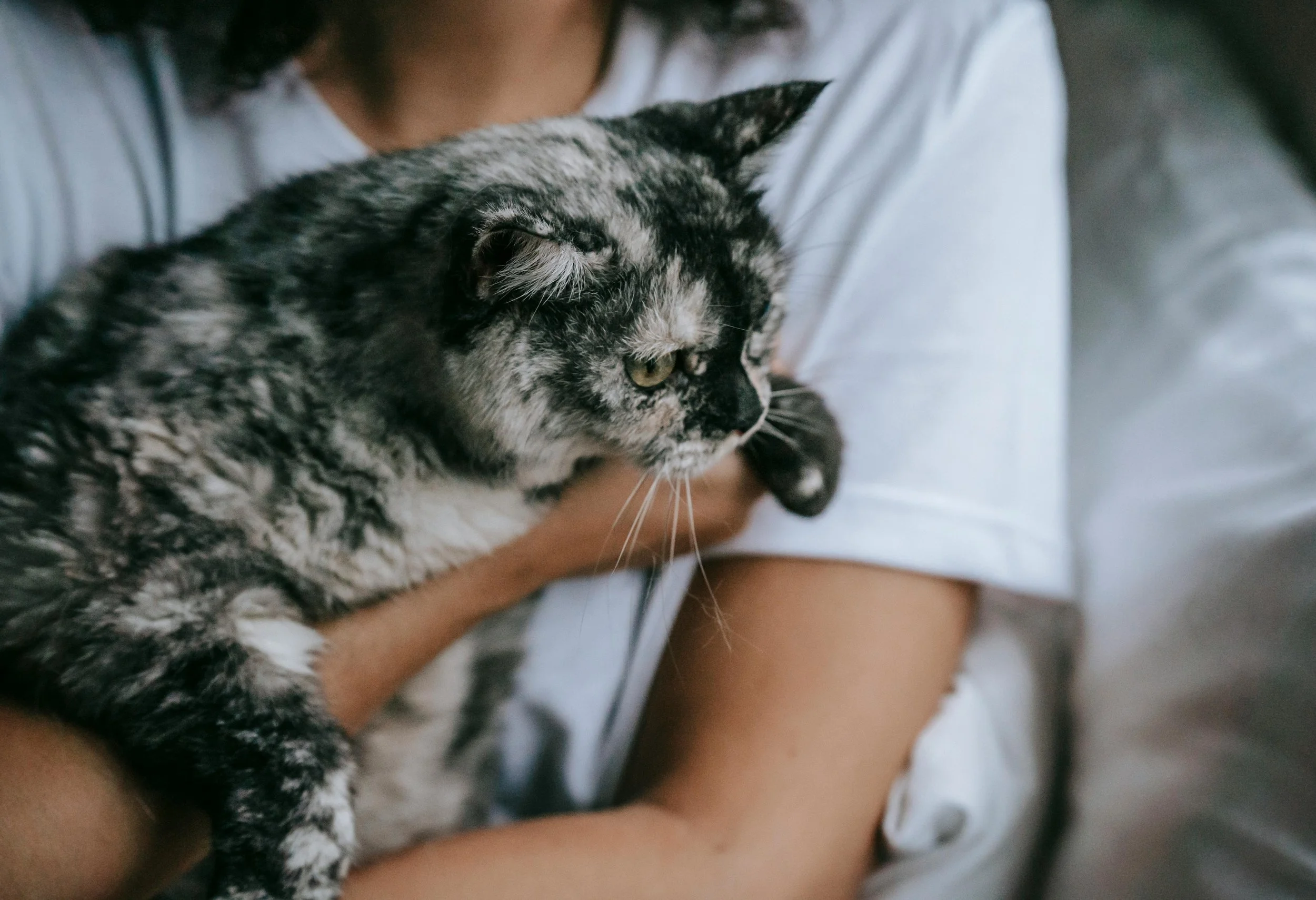 A person holding a tabby kitten with gray and black fur and green eyes.