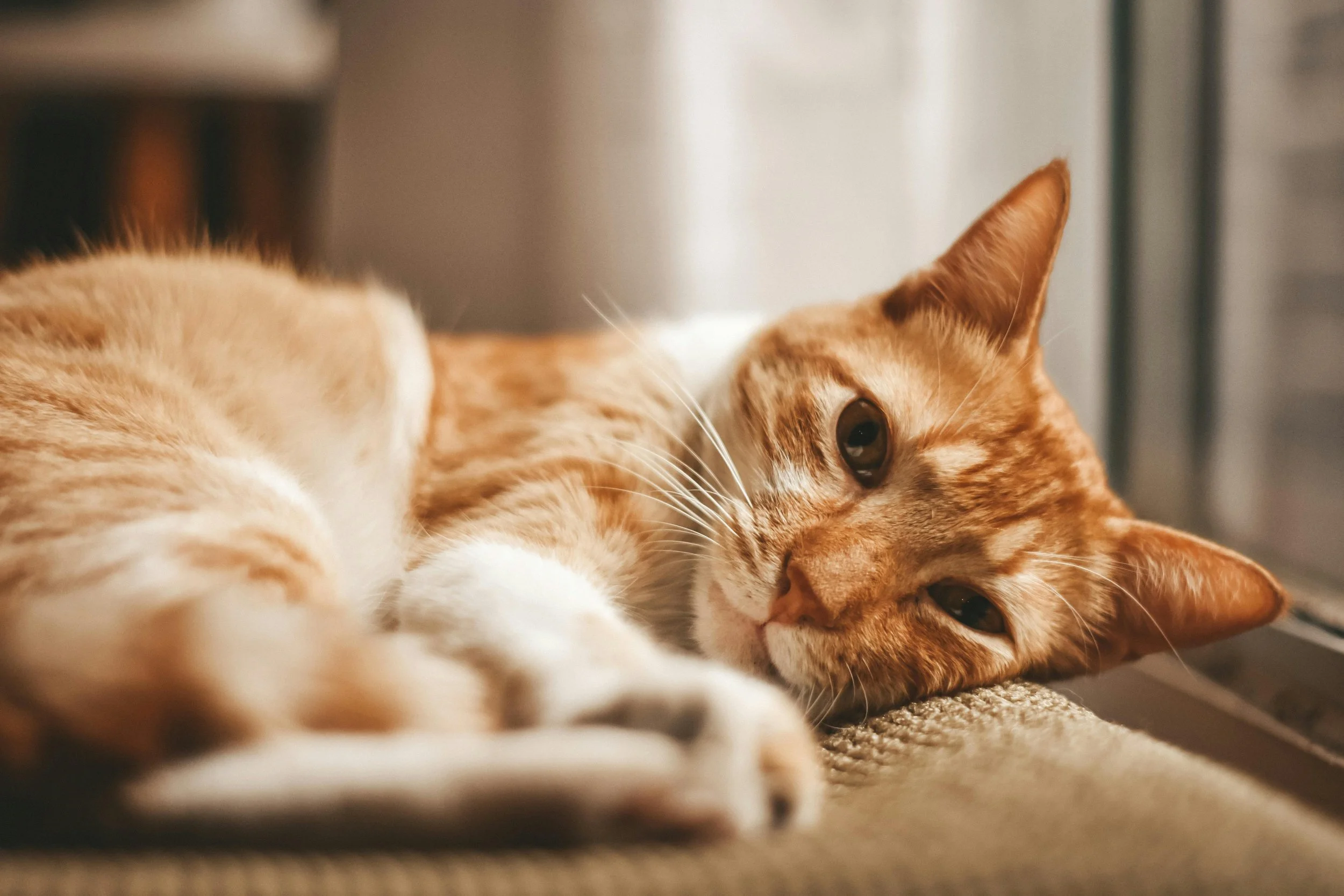 Close-up image of an orange tabby cat lying on the carpet, with one eye visible and part of its face and body showing.