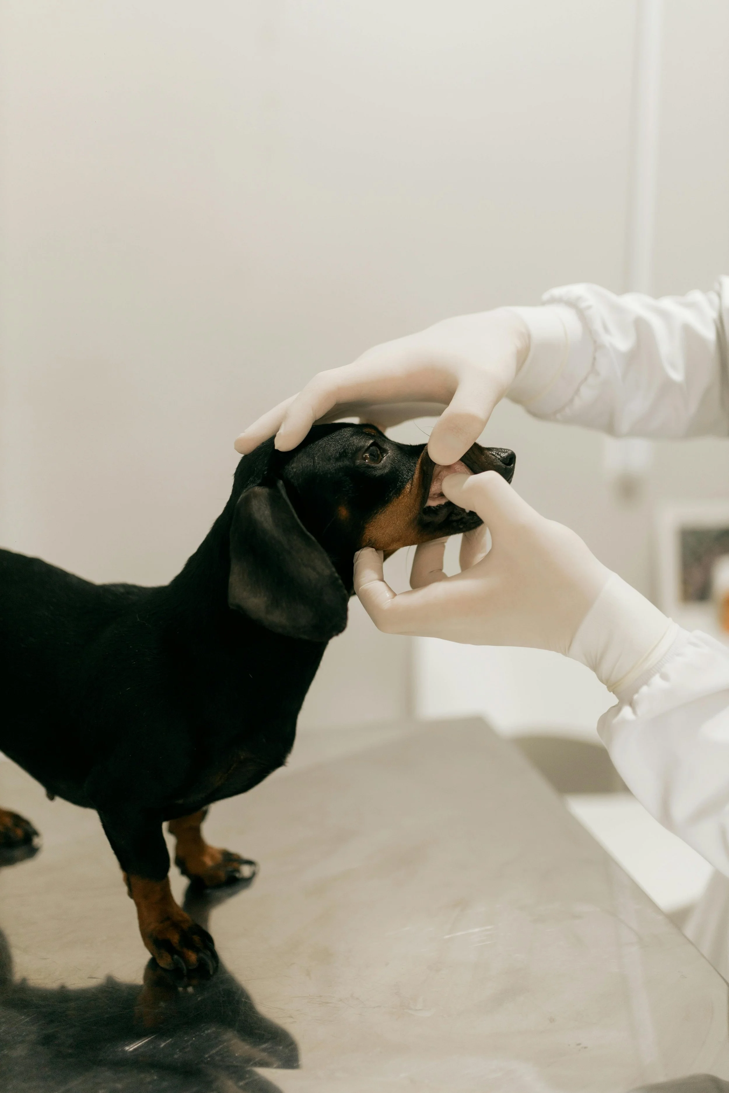 A veterinarian wearing white gloves examines a black and tan dog, possibly at a veterinary clinic or animal hospital.