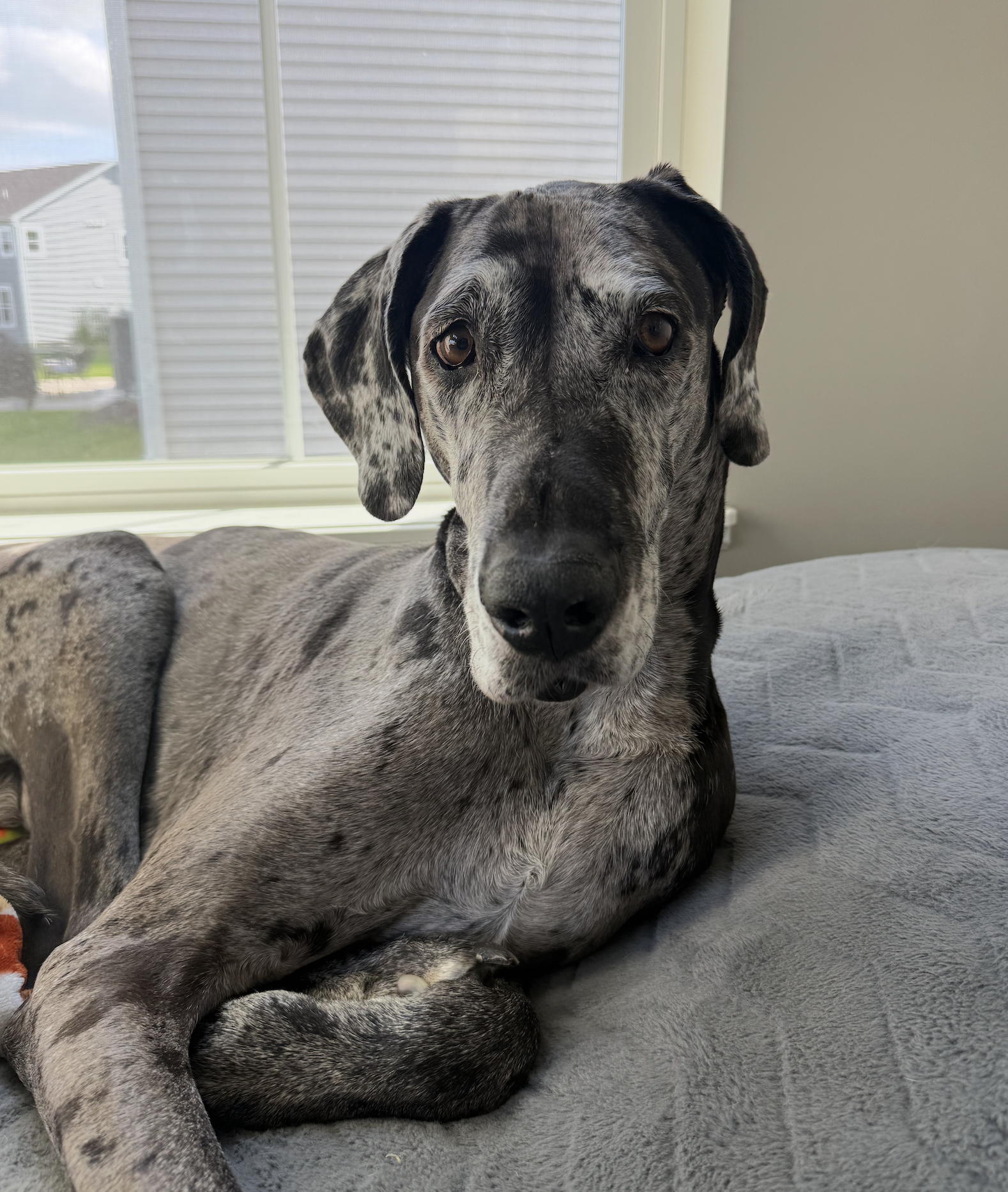 Lyla