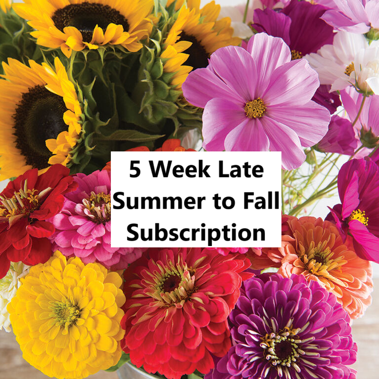 Large+Market+Bouquet+20-25+Stem+5+week+late+summer+to+fall+subscription.png