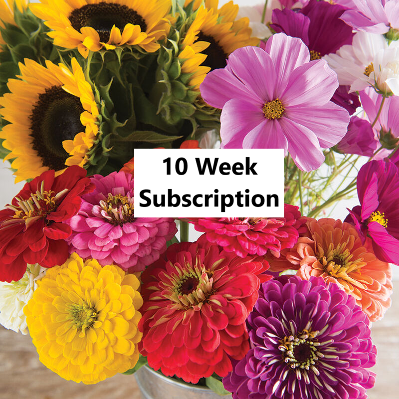 10-Week Subscription