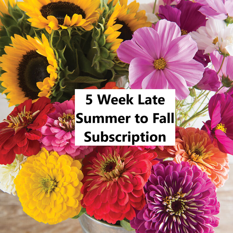 5-Week Late Summer Subscription