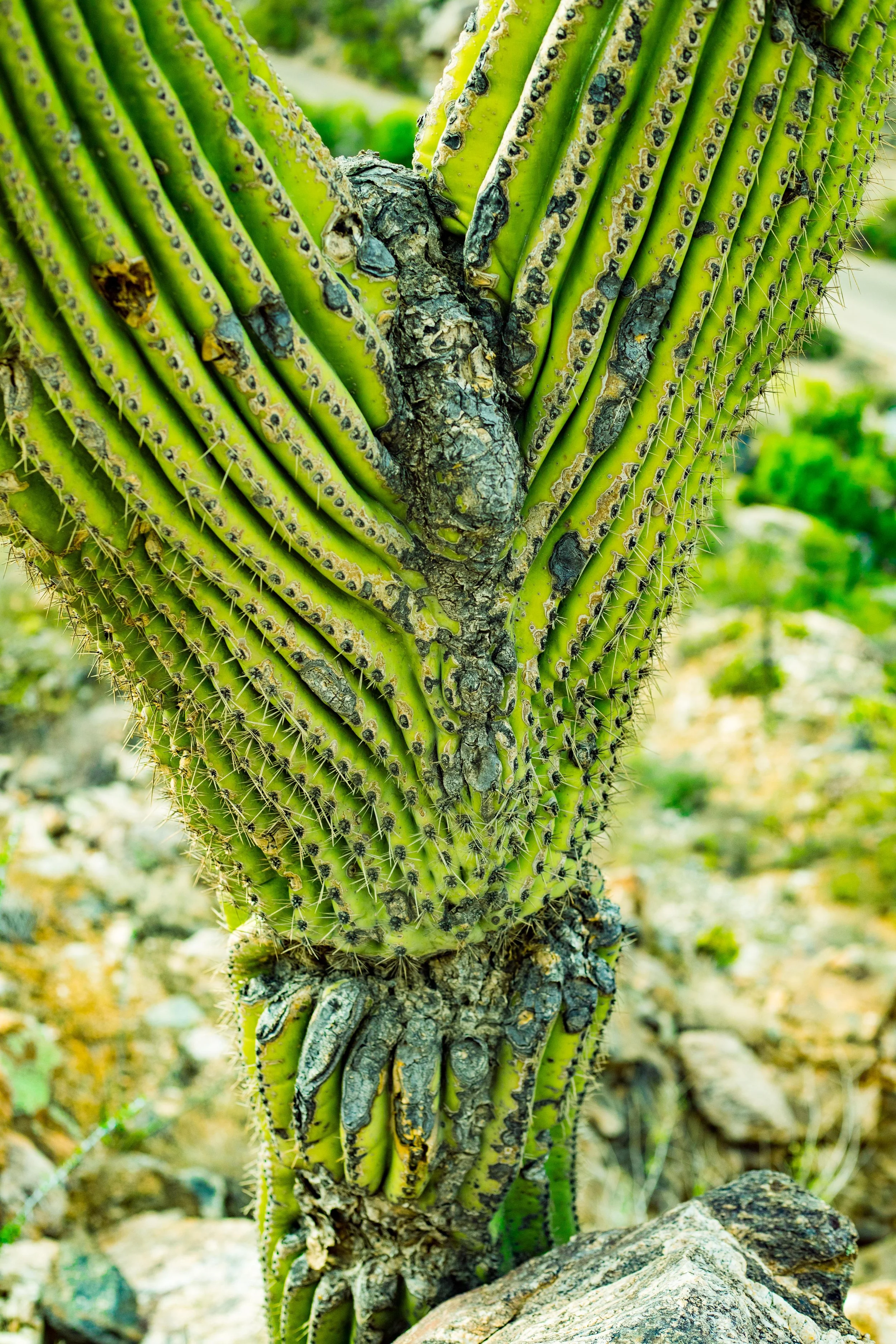 sabino canyon April 2021 (22 of 42).jpg