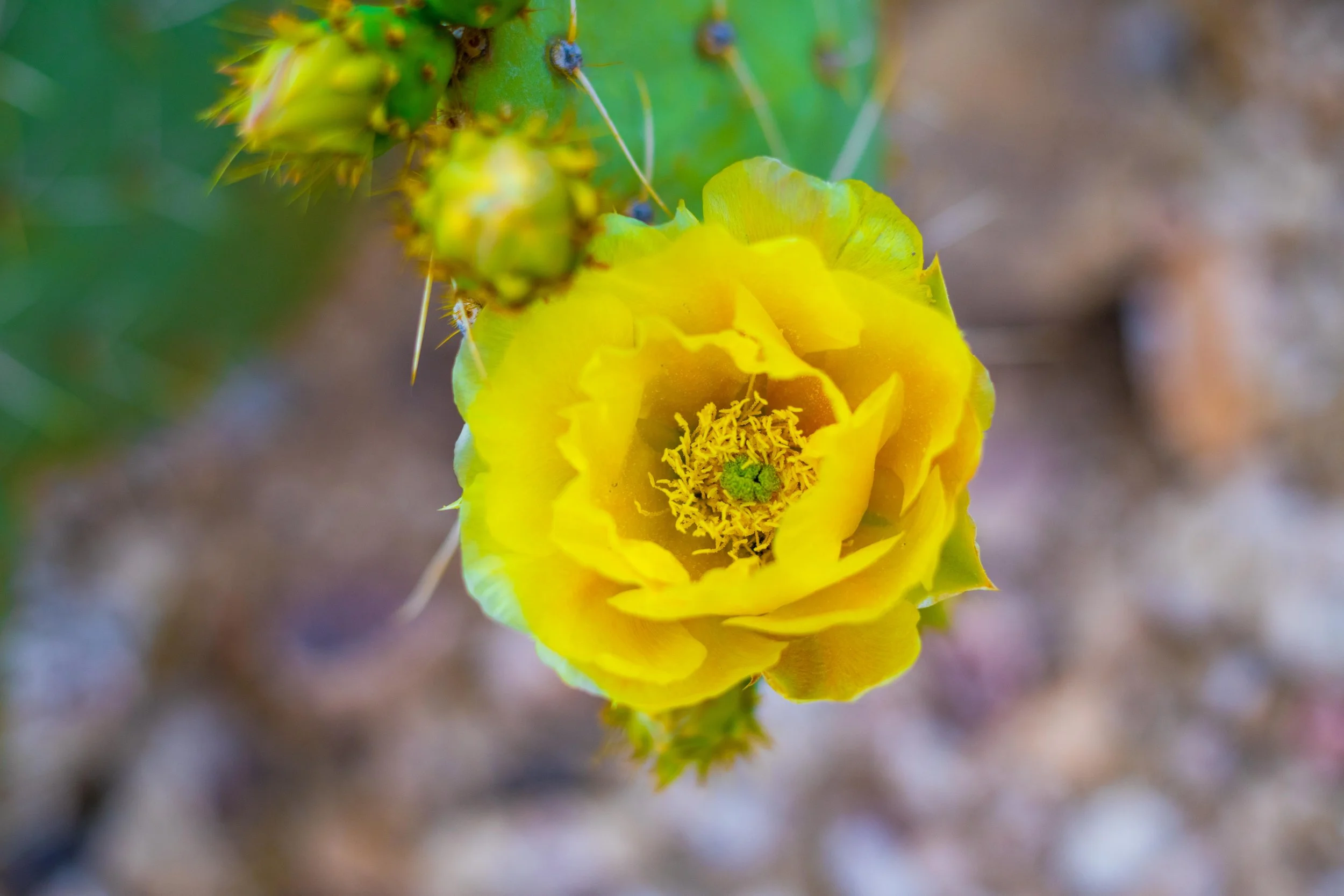 sabino canyon April 2021 (35 of 42).jpg