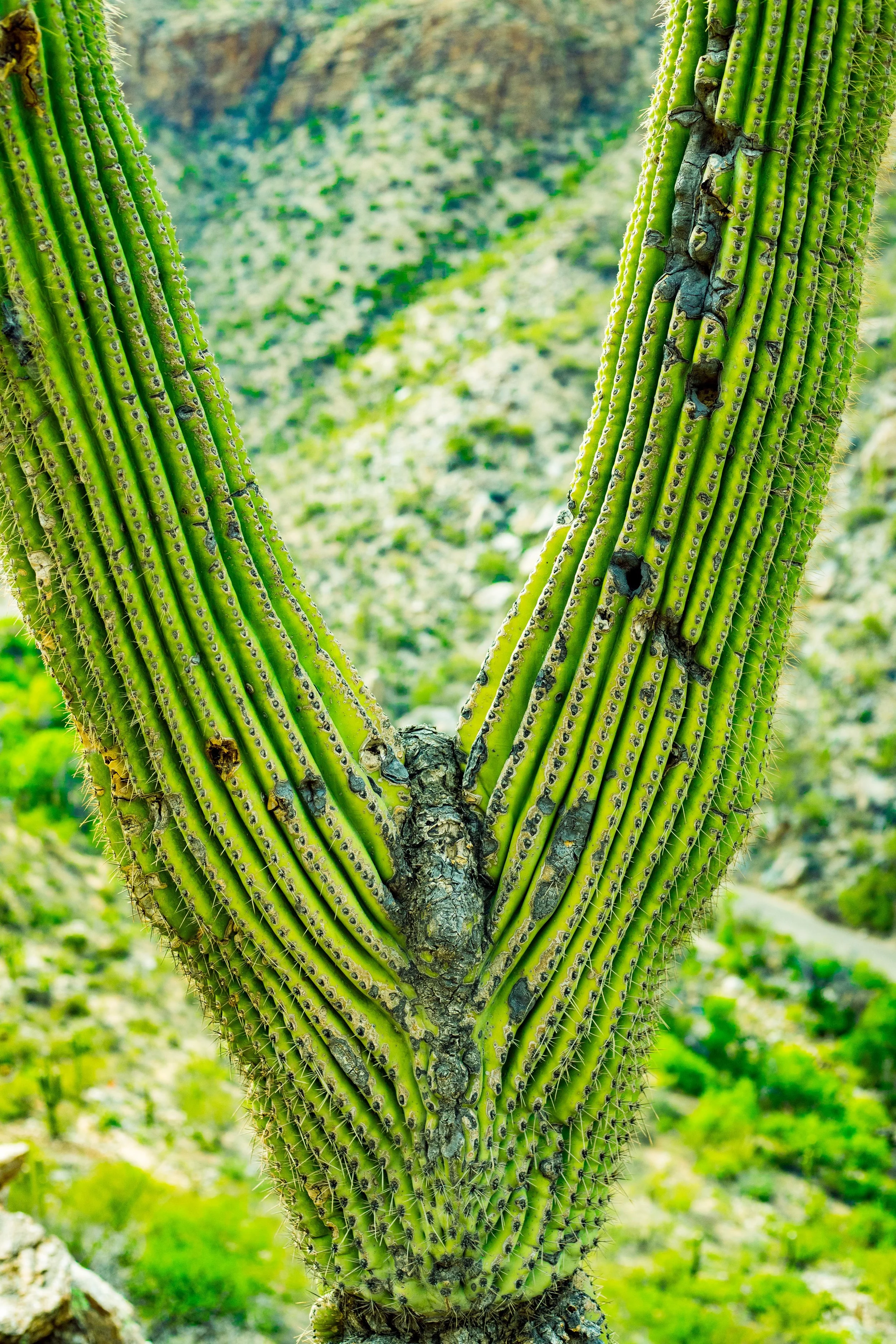 sabino canyon April 2021 (24 of 42).jpg