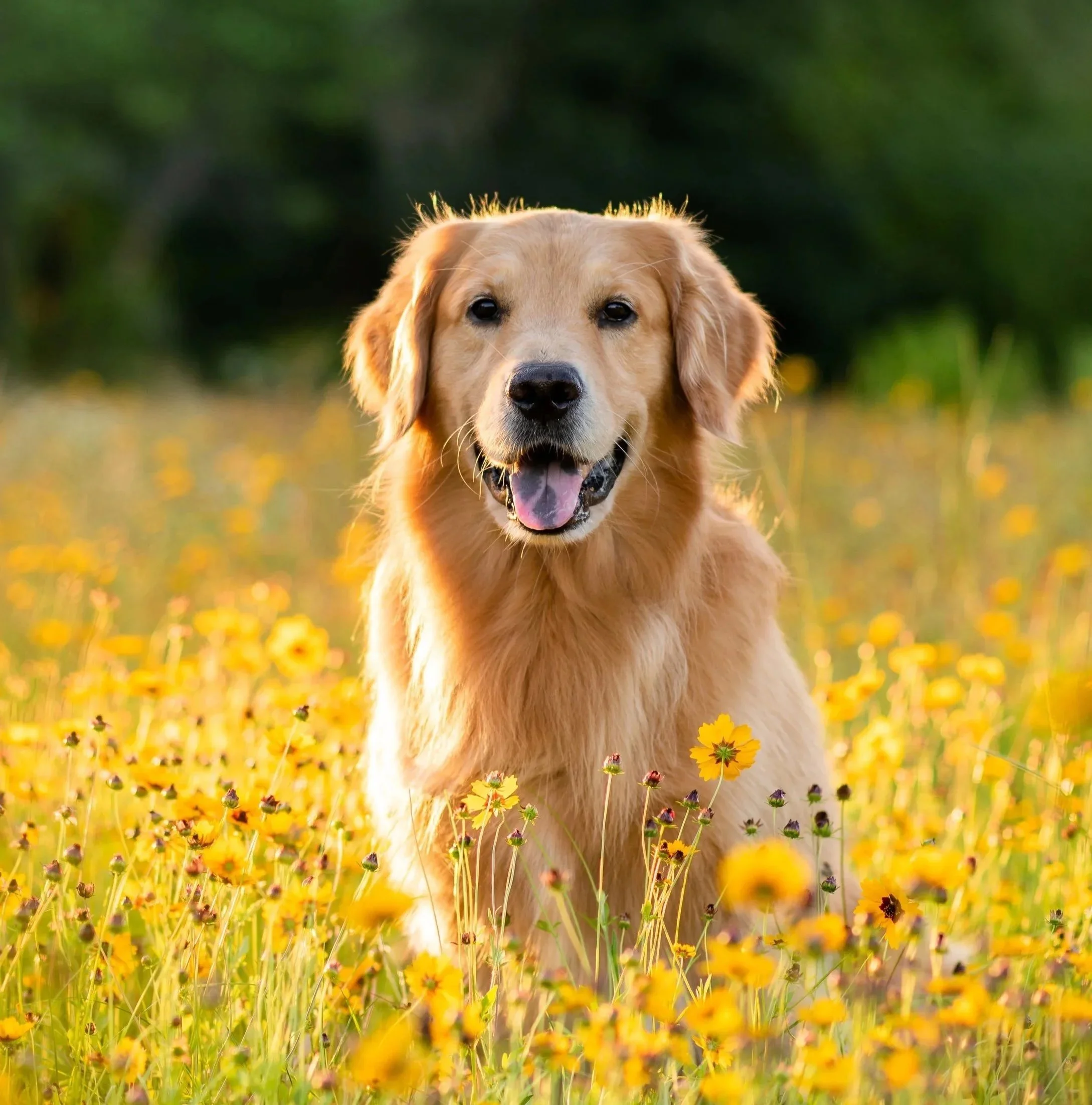 Kensington Dog Parade