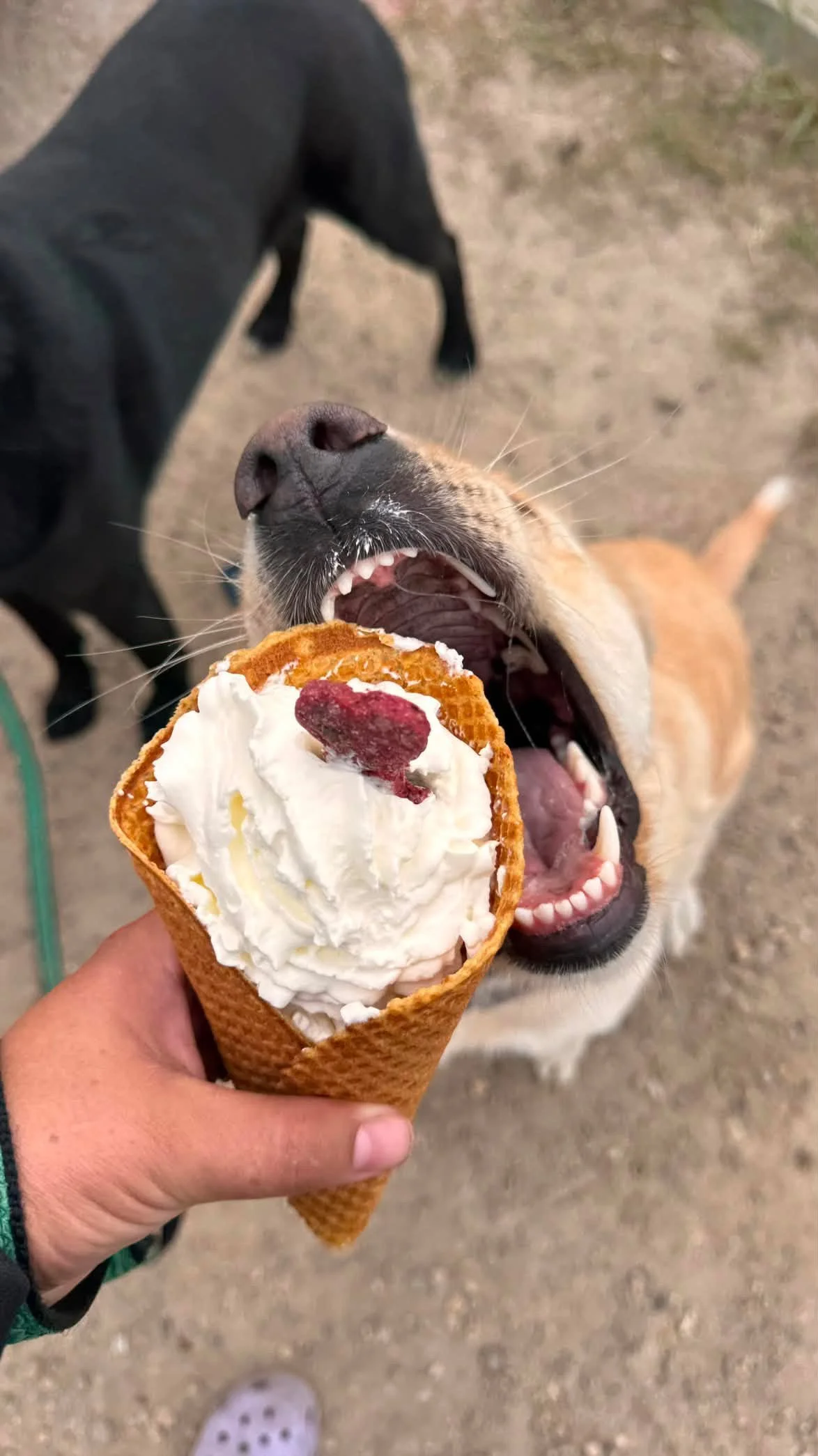 Woofle Cone