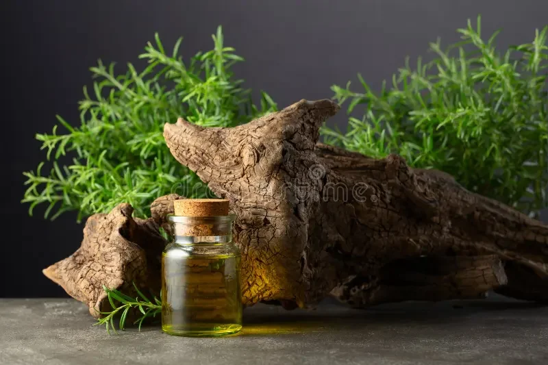 rosemary-essential-oil-fresh-rosemary-old-snag-stone-background-copy-space-rosemary-essential-oil-fresh-rosemary-343367021.webp