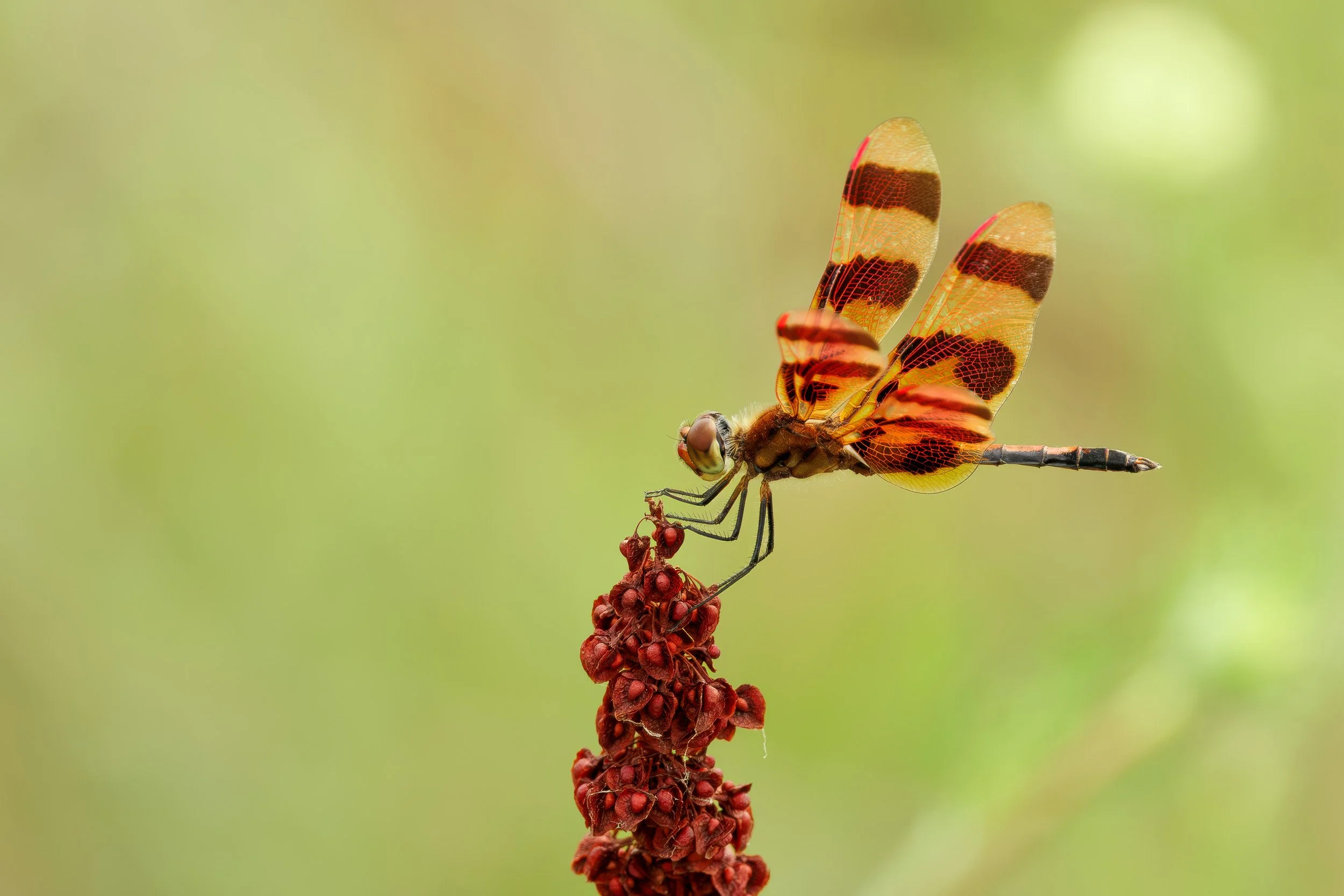 Halloween Pennant Dragonfly-1.jpg