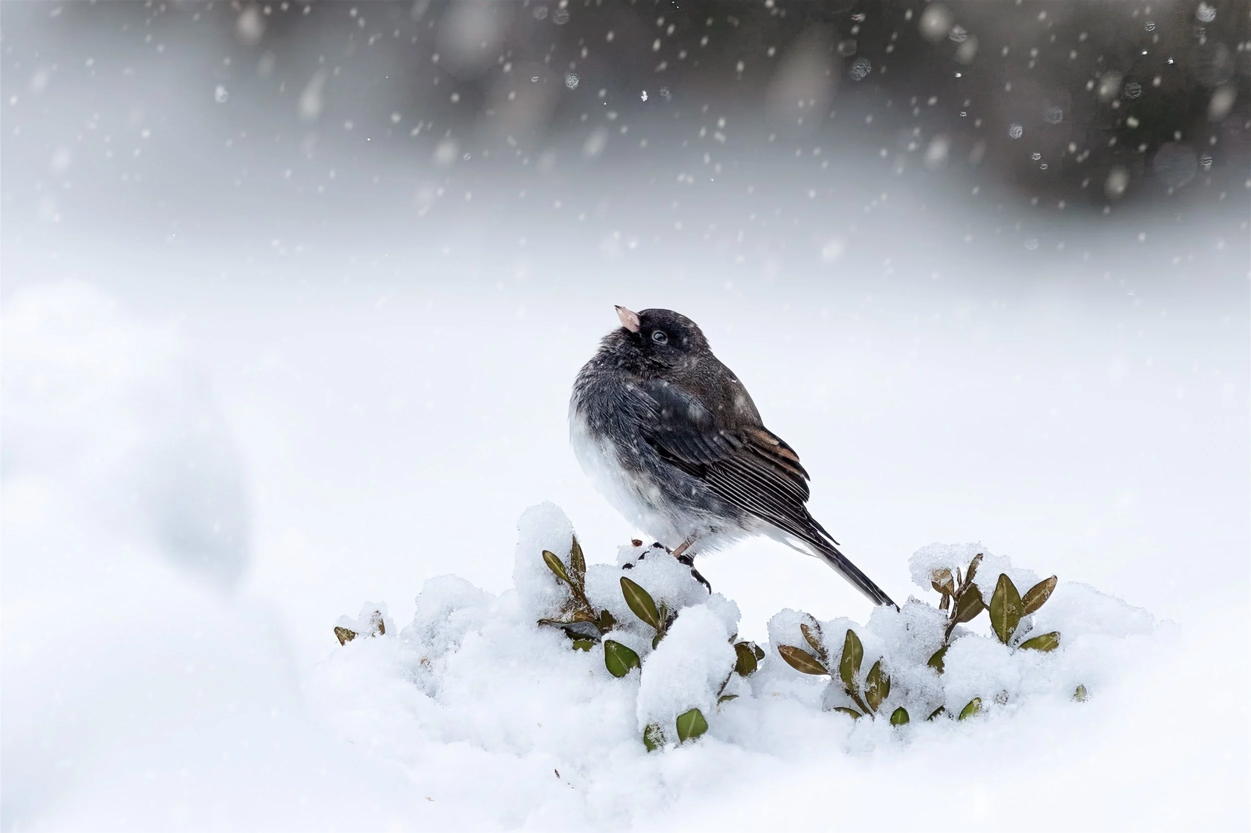 How I Photograph Backyard Birds in Winter (Settings, Strategy &amp; Editing Tips)