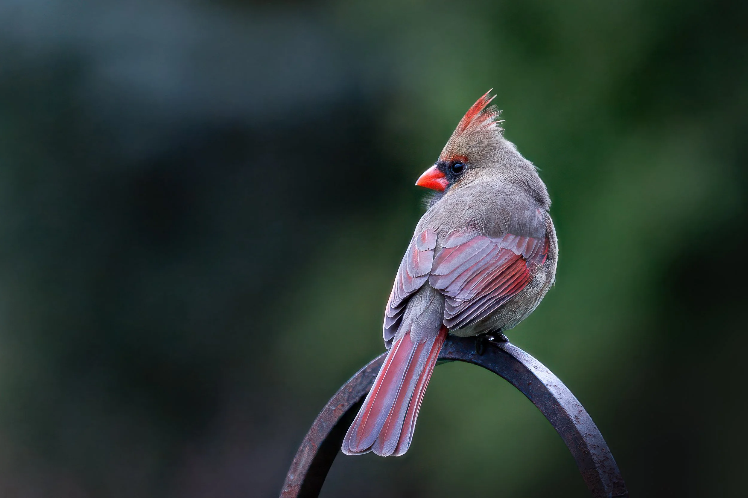Cardinal Orig-1.jpg