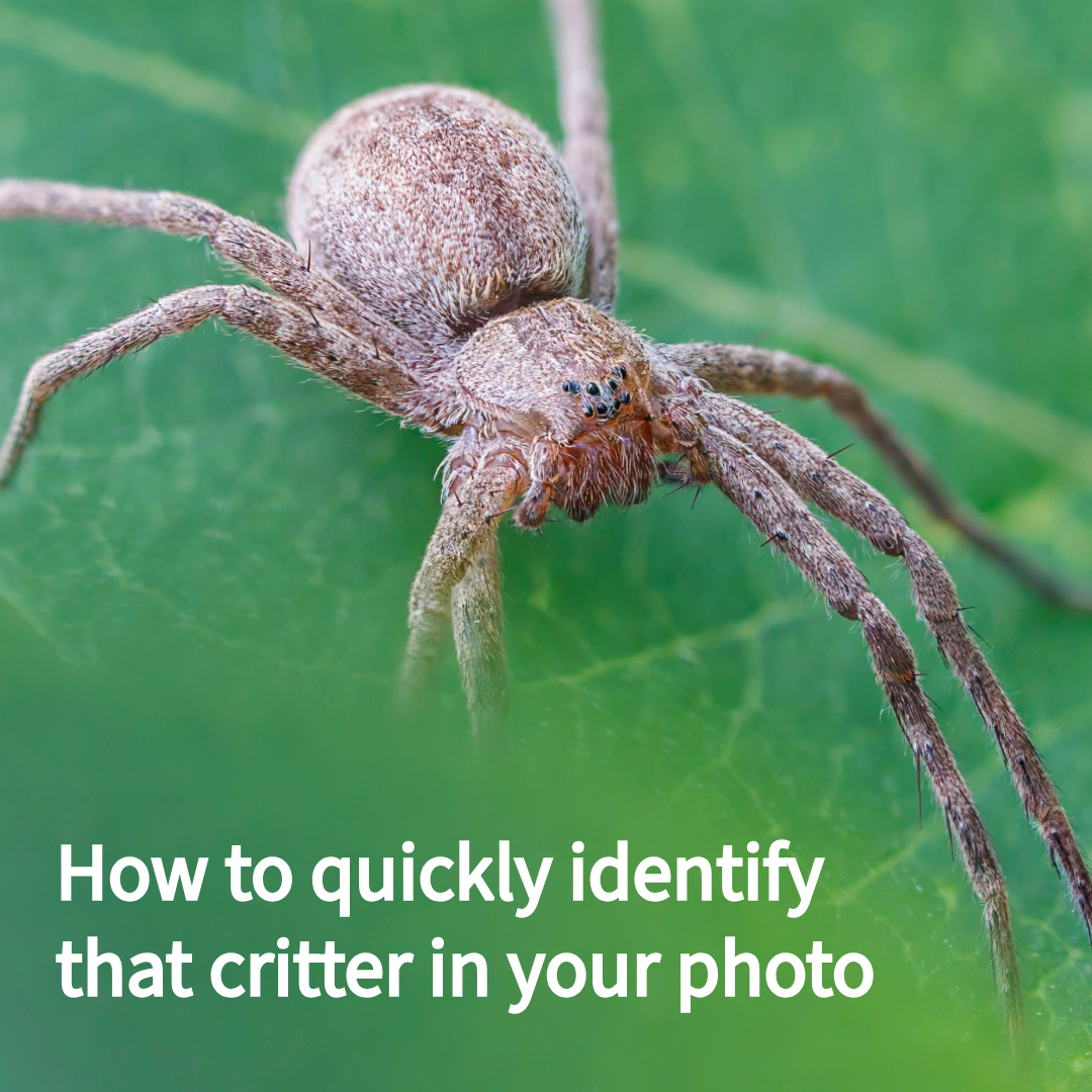 Quick Tip:  How to Identify That Critter in Your Photo