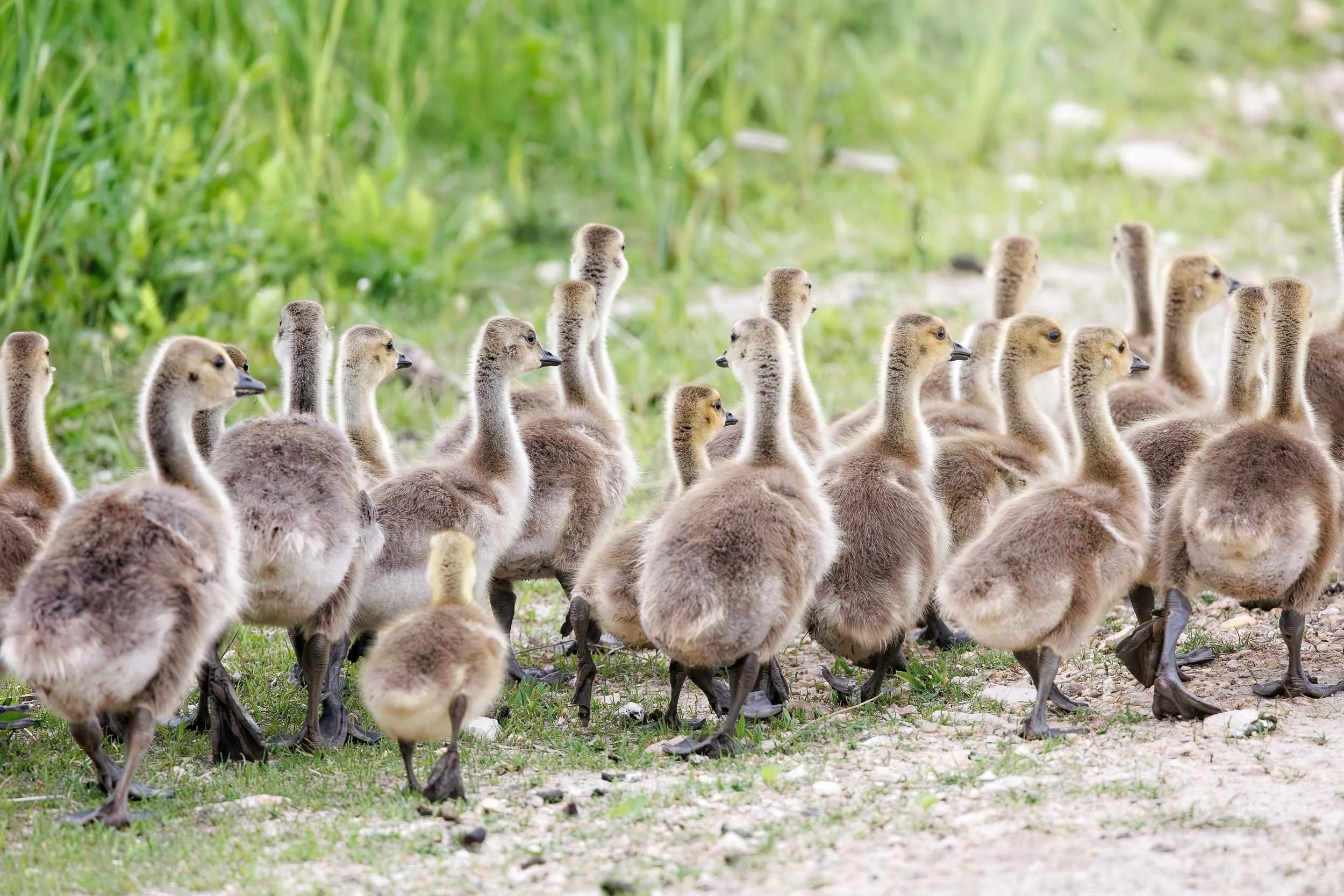 Canada Goose goslings