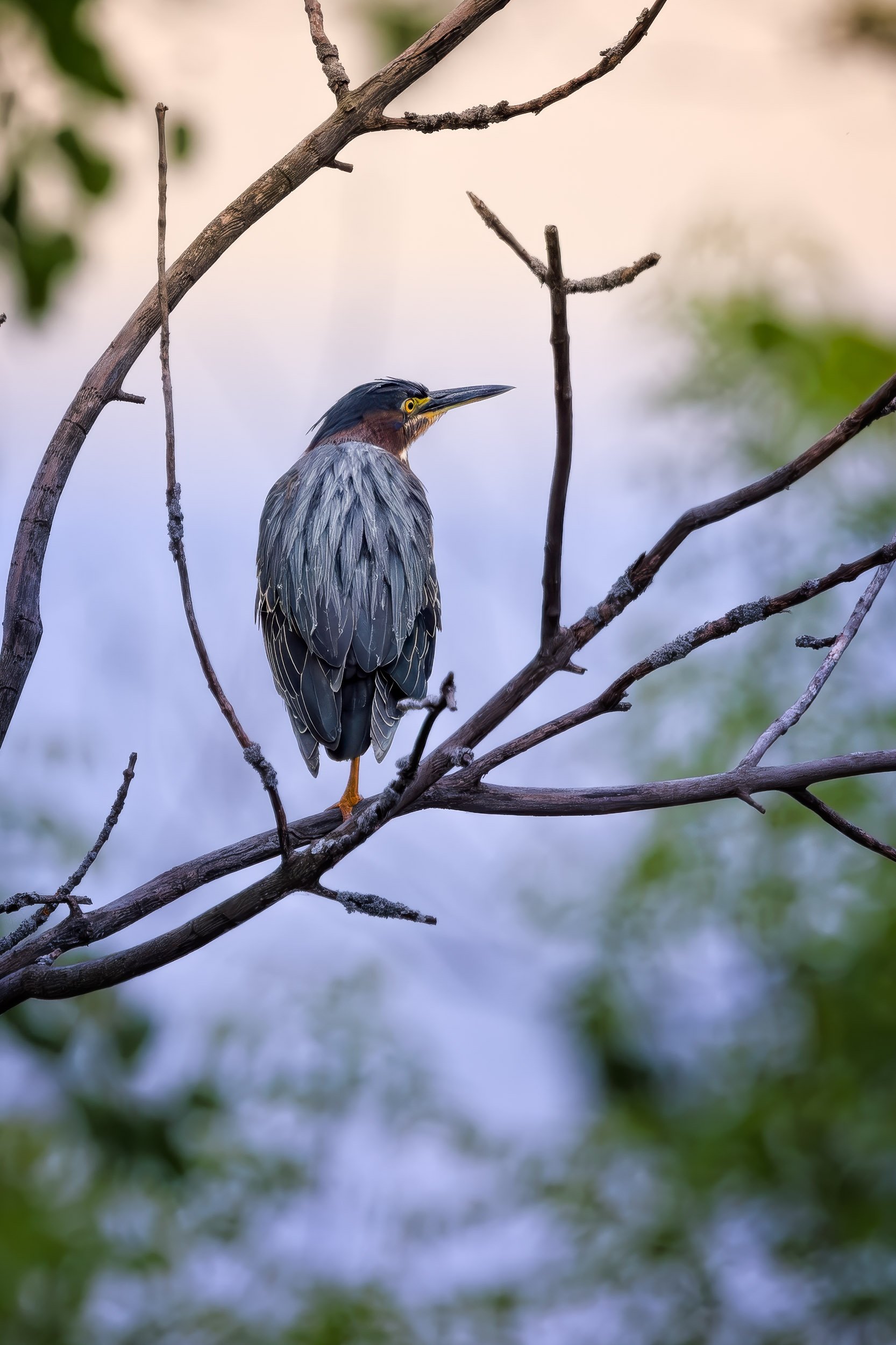 Green Heron