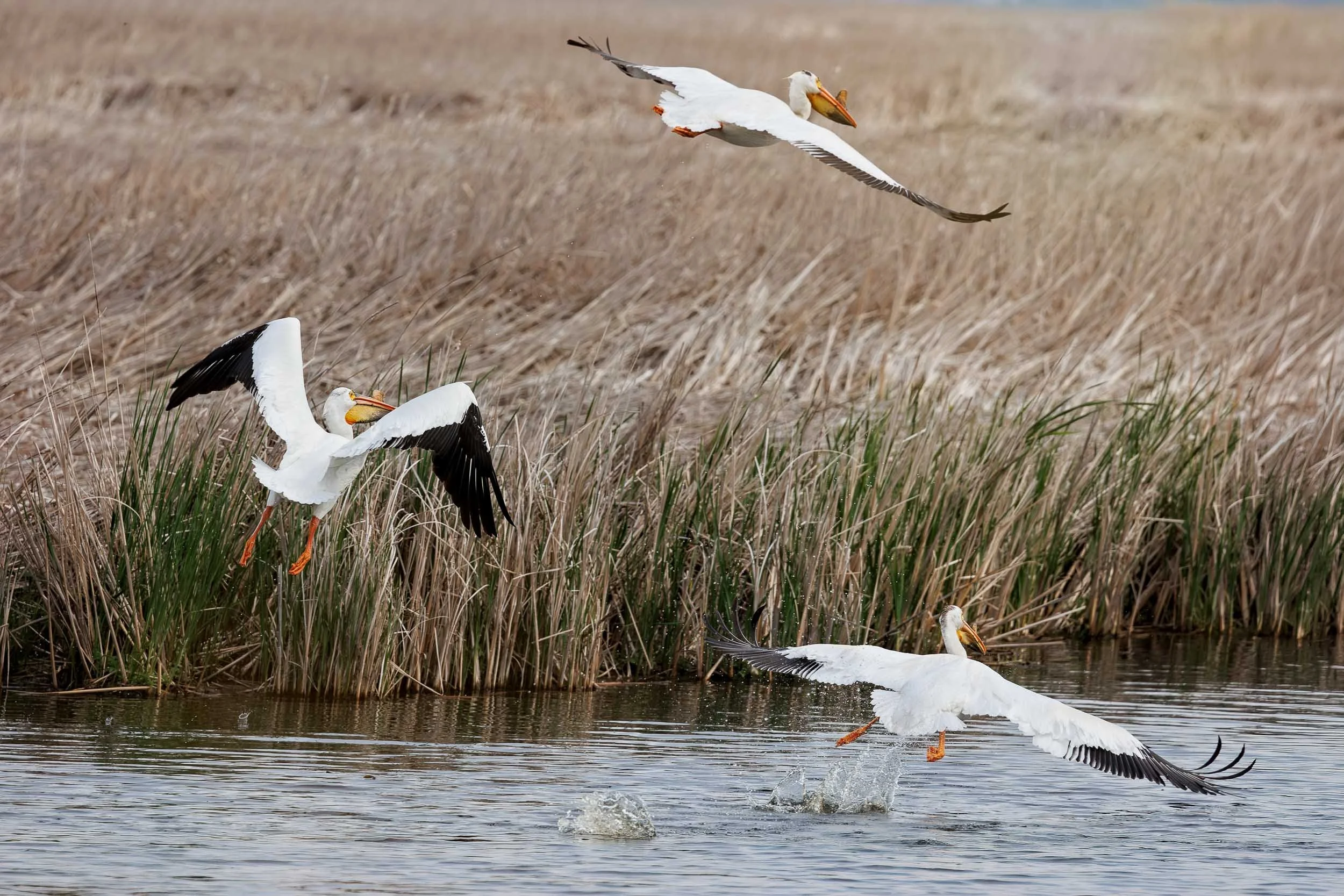 American White Pelicans