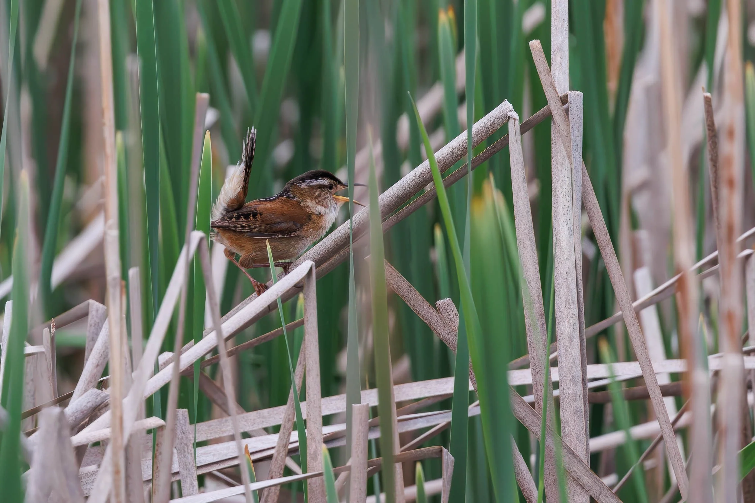 Marsh Wren