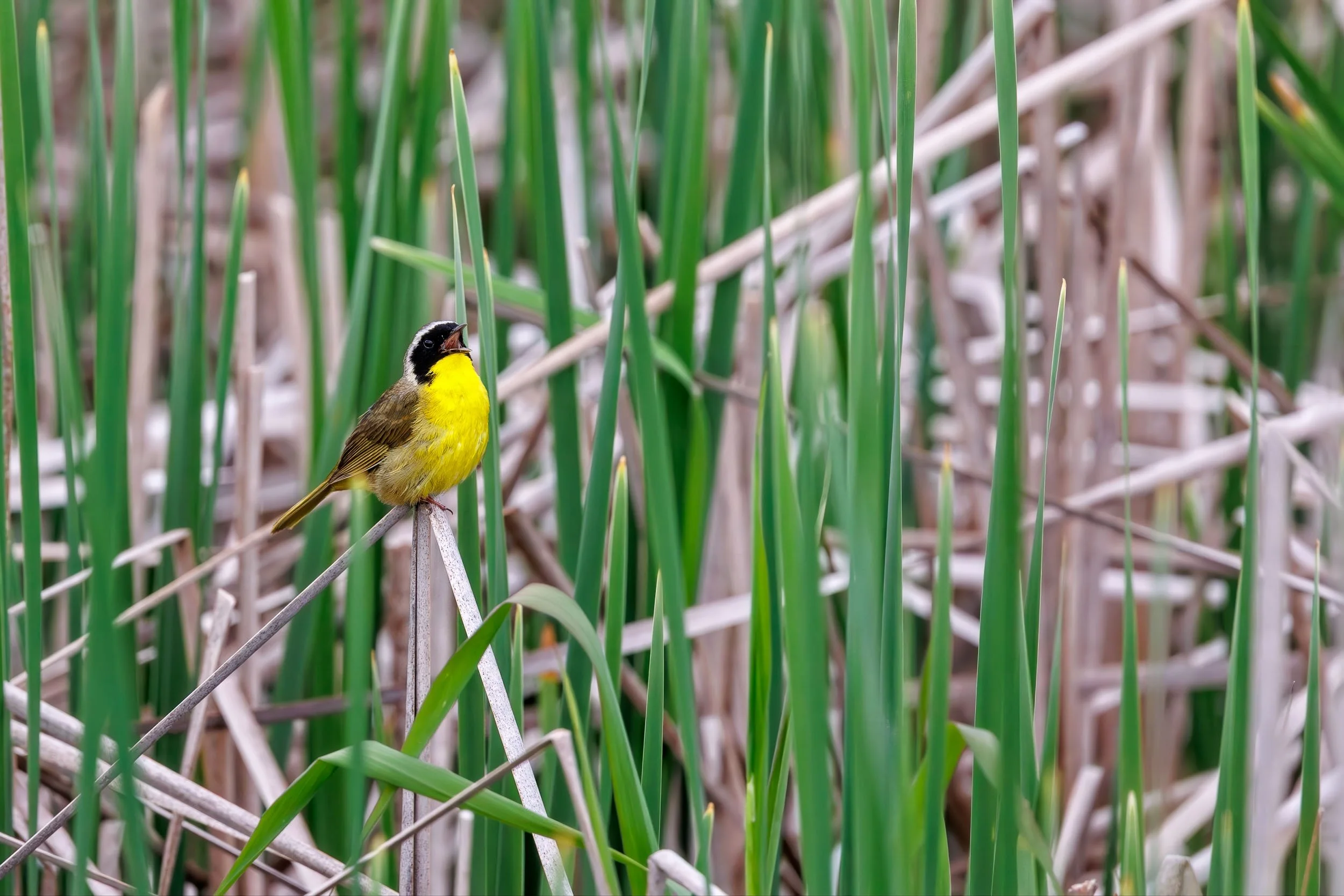 Common Yellowthroat