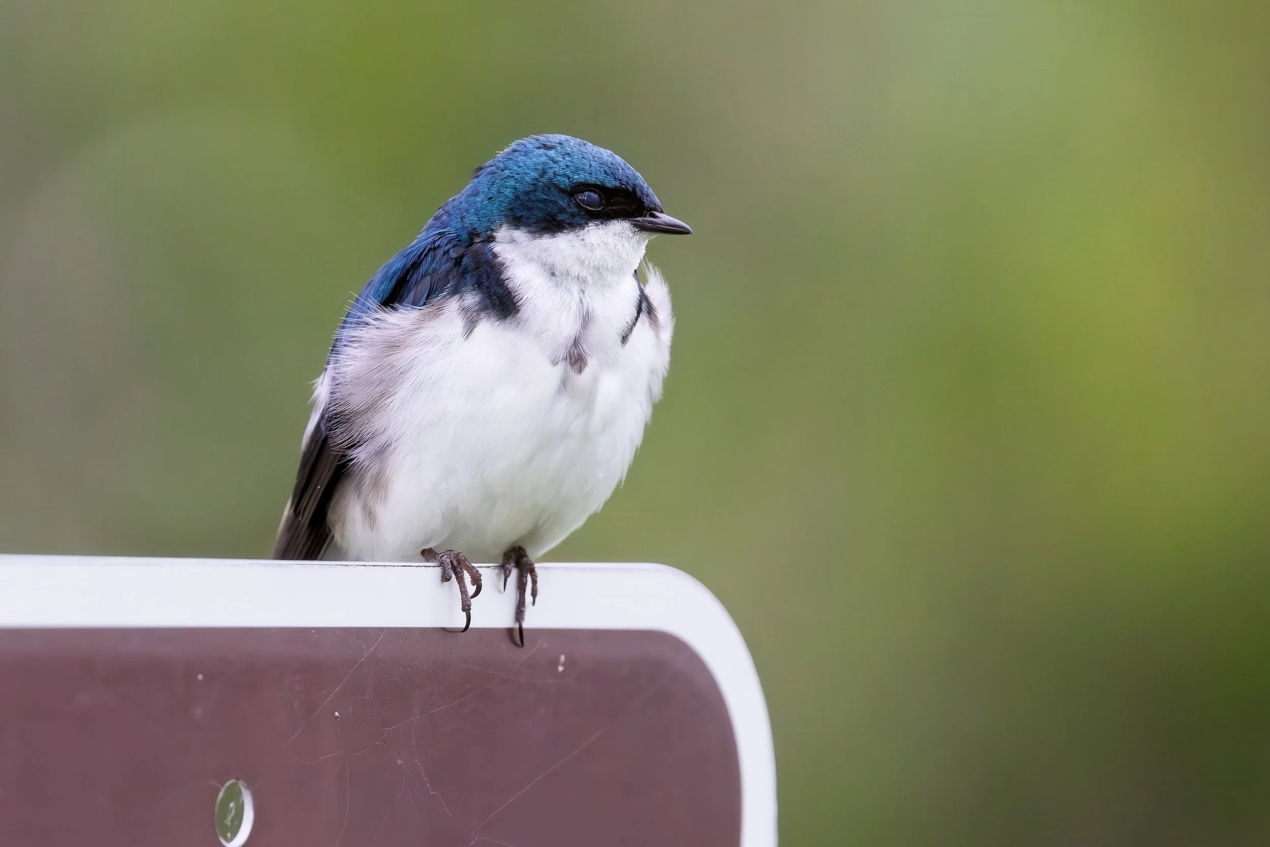 Tree Swallow