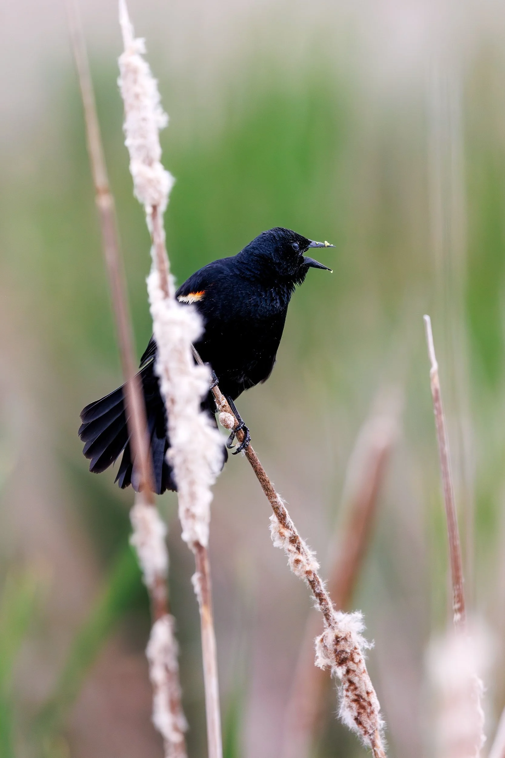 Red-winged Blackbird