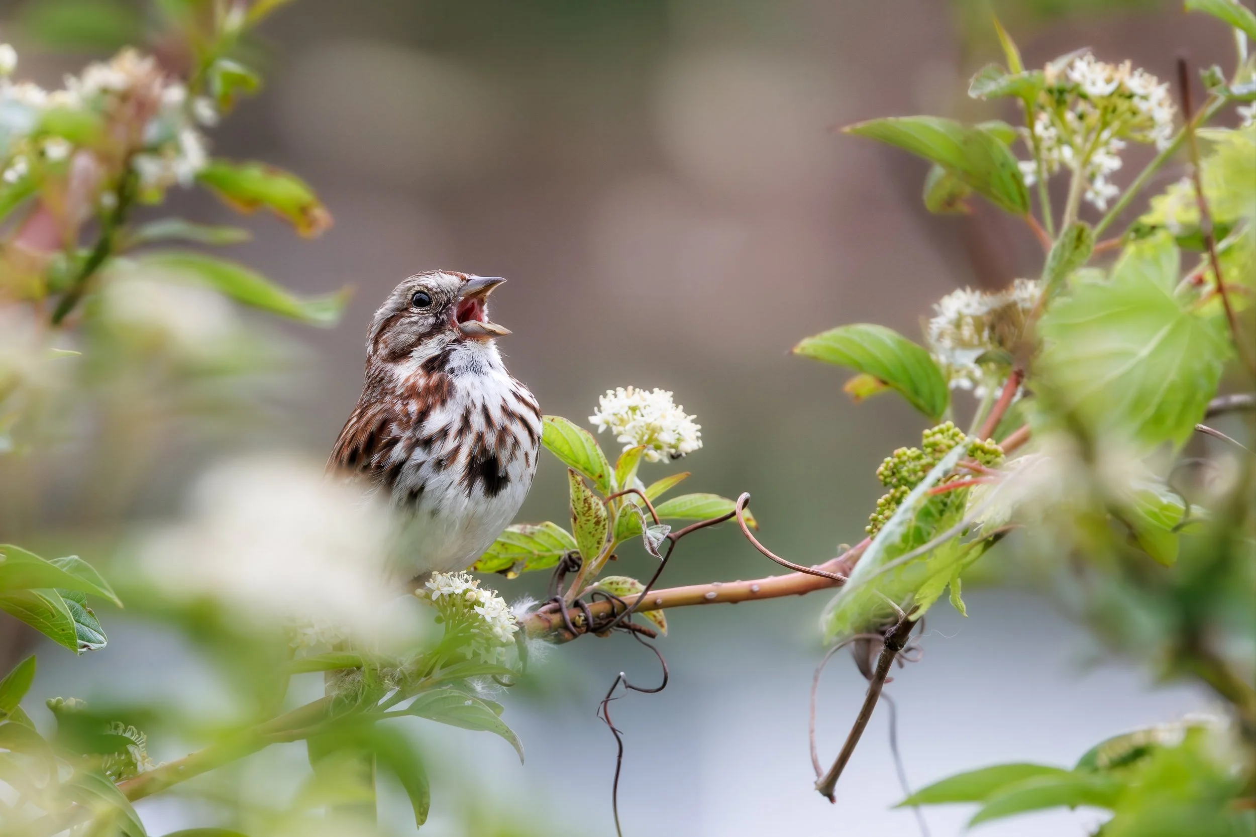 Song Sparrow