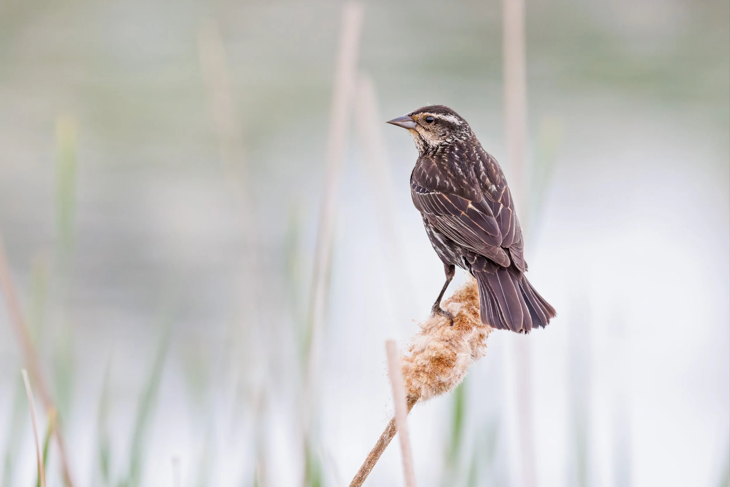 Red-winged Blackbird
