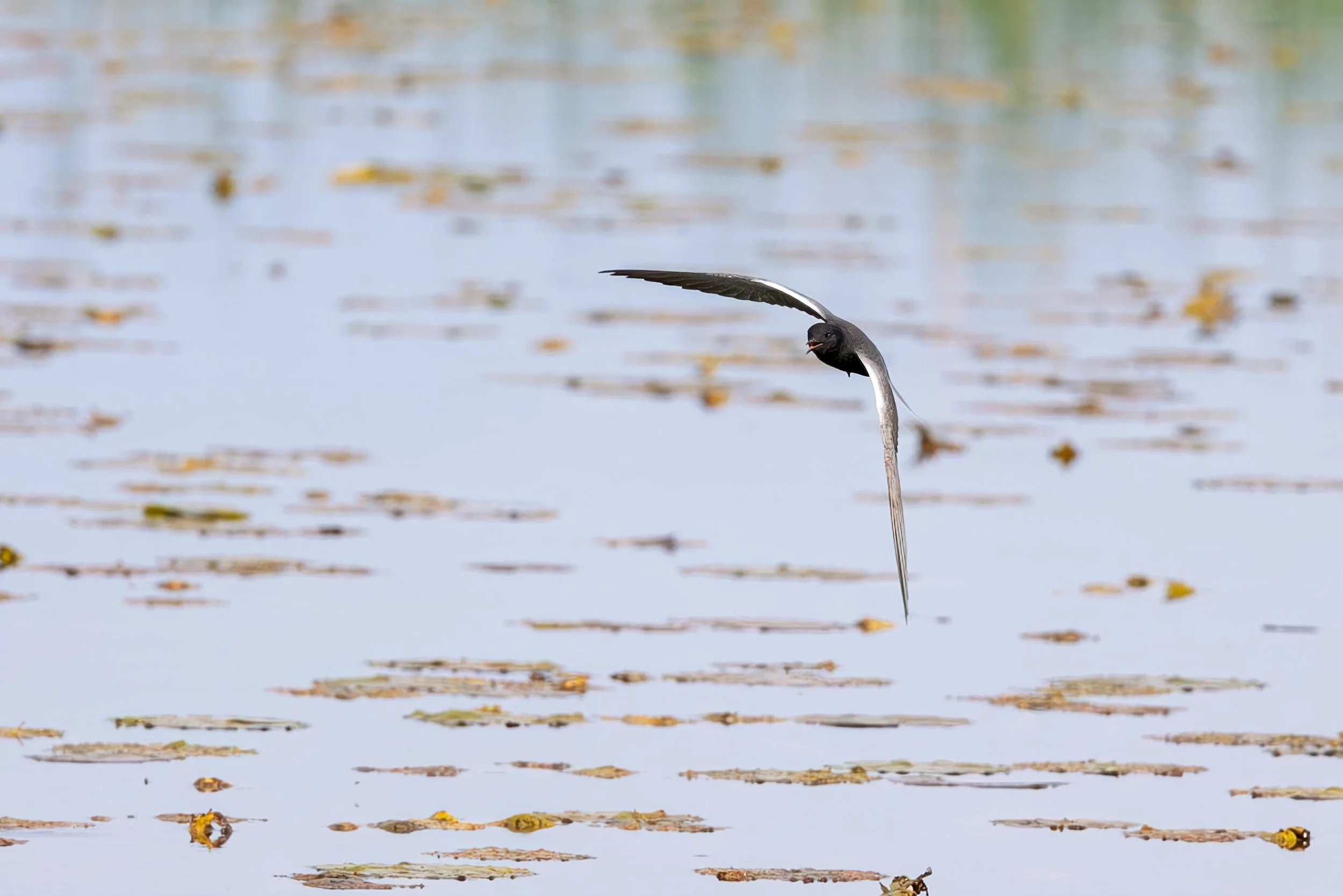 Black Tern