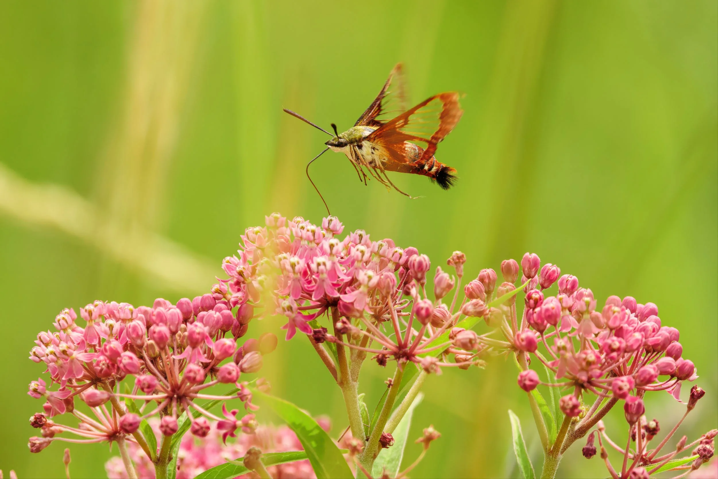 Snowberry or Hummingbird? How to Tell These Two Clearwing Moths Apart