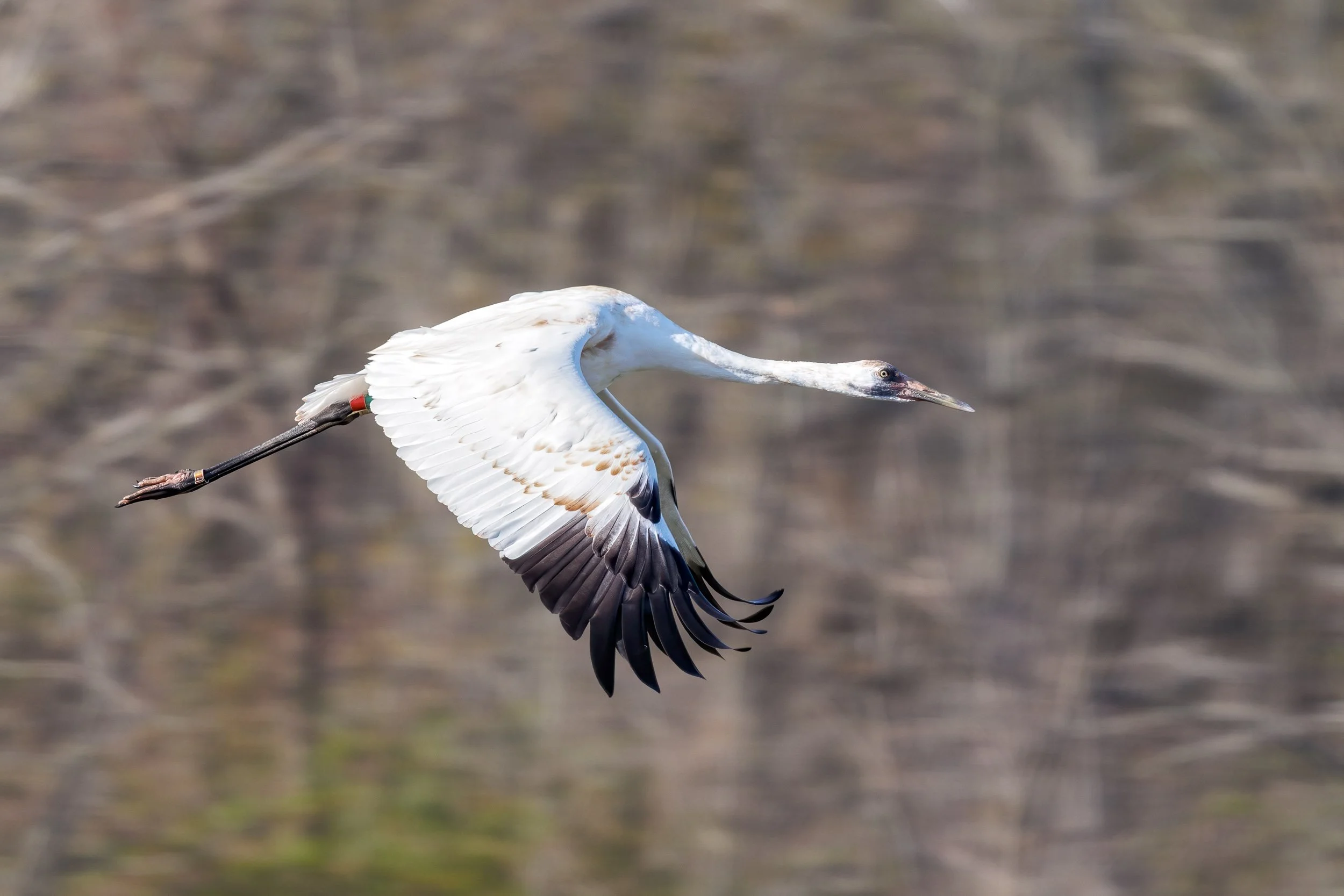 Whooping Crane-3.jpg