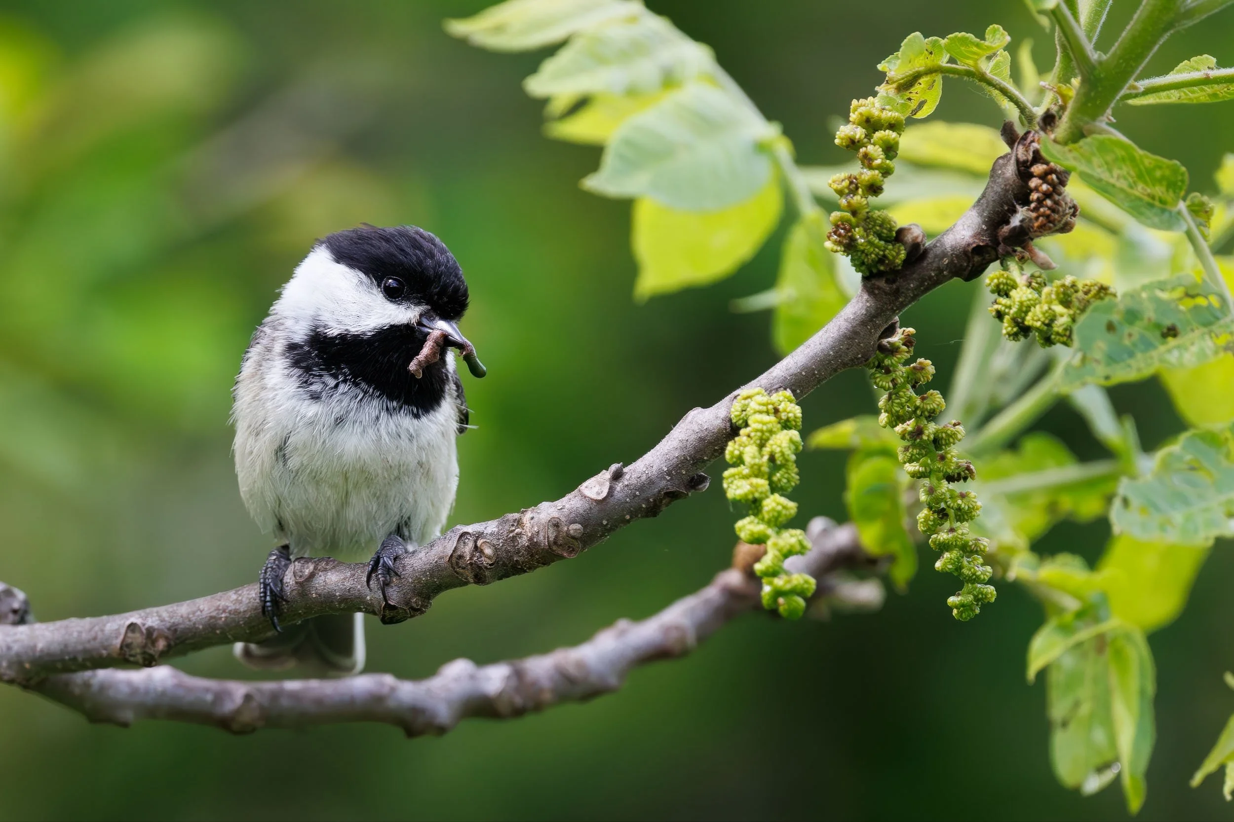Black-capped Chickadee with worm-1.jpg