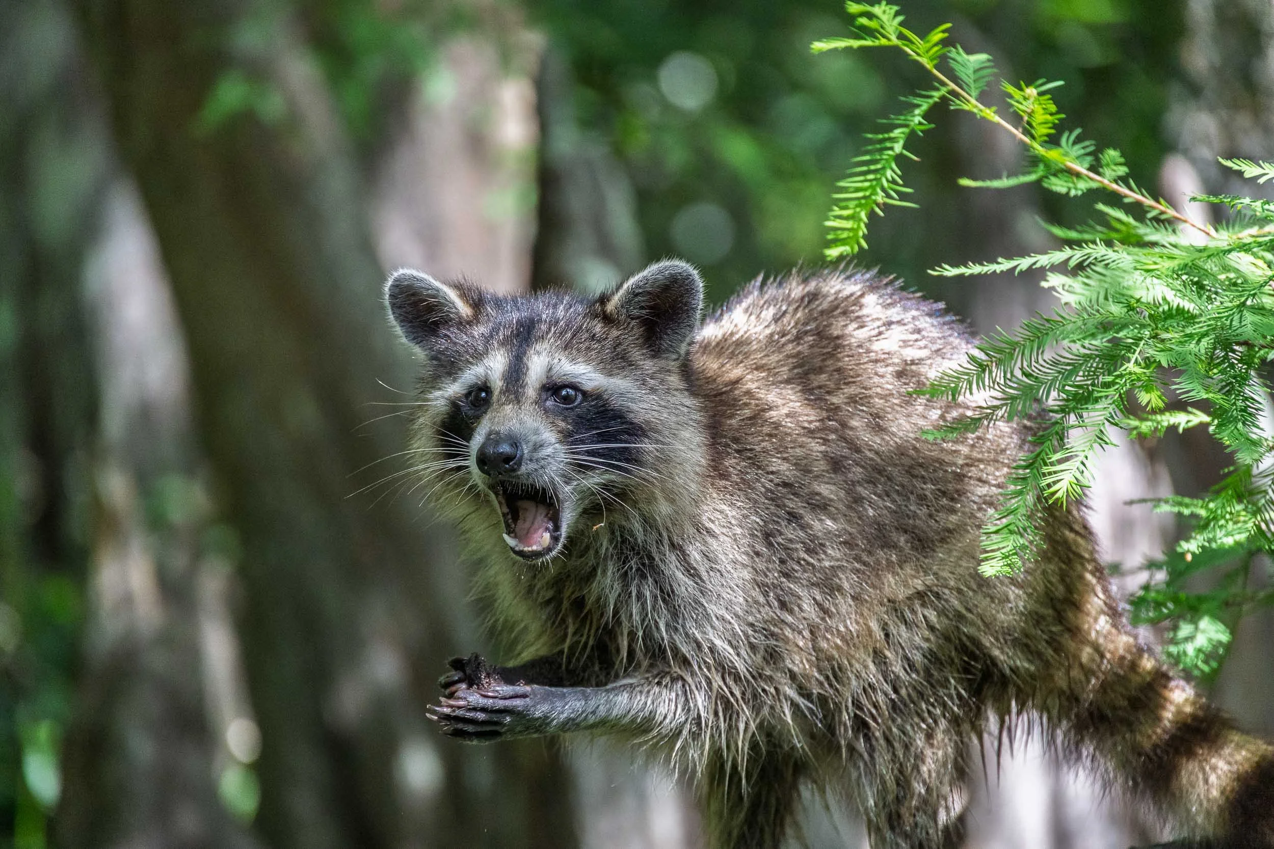 Nature - Raccoon-1.jpg