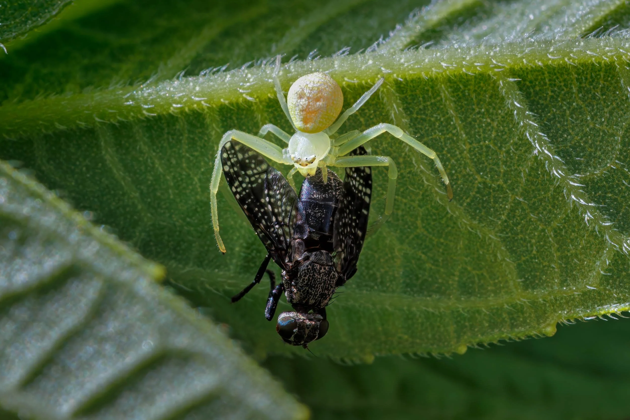 Green Crab Spider with prey-2.jpg